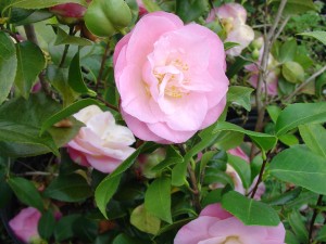 Camellia Spring-bloom