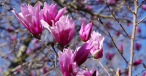 Magnolia