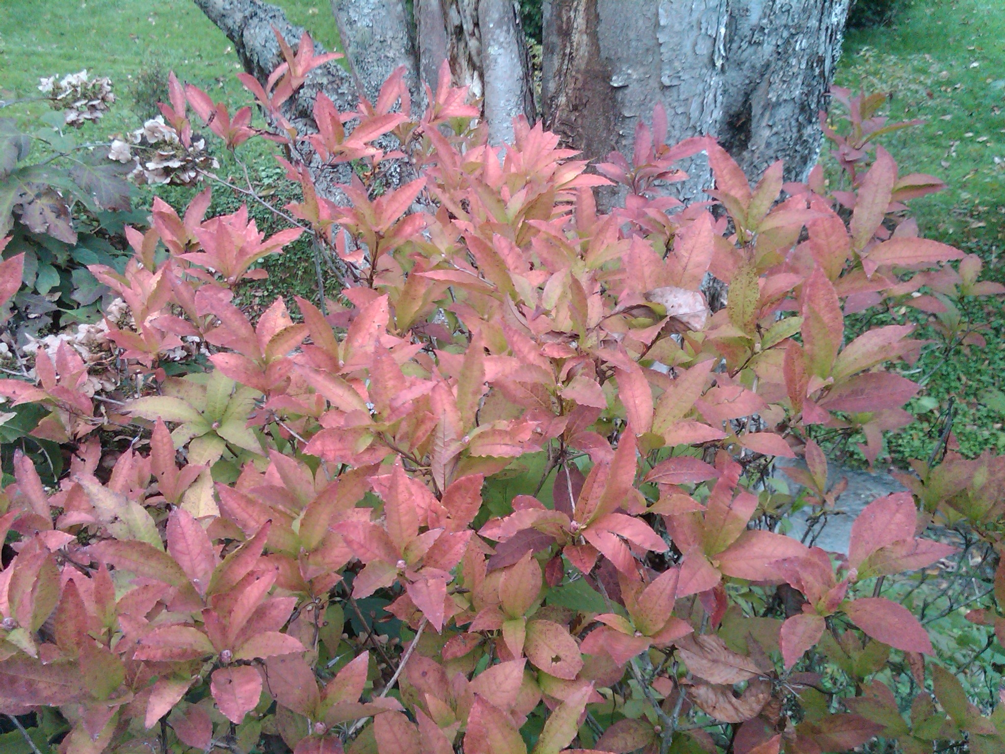 Fall Color In U S Native Azaleas What Grows There Hugh Conlon Horticulturalist Professor Lecturer And Gardener
