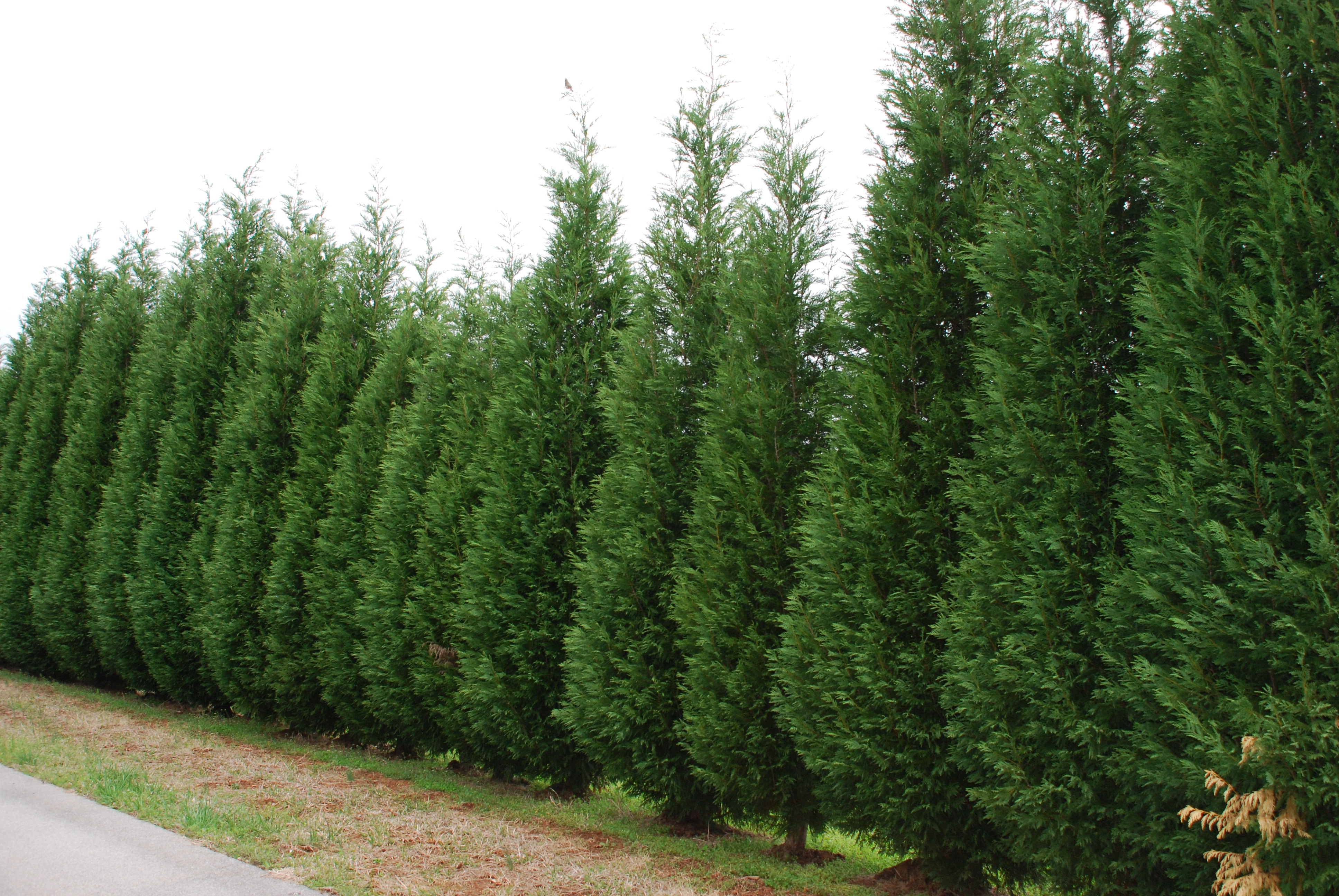 evergreen trees cypress leyland growing screen privacy shrubs fast tree garden landscaping leylandi tall fence juniper stop spartan trim leylandii