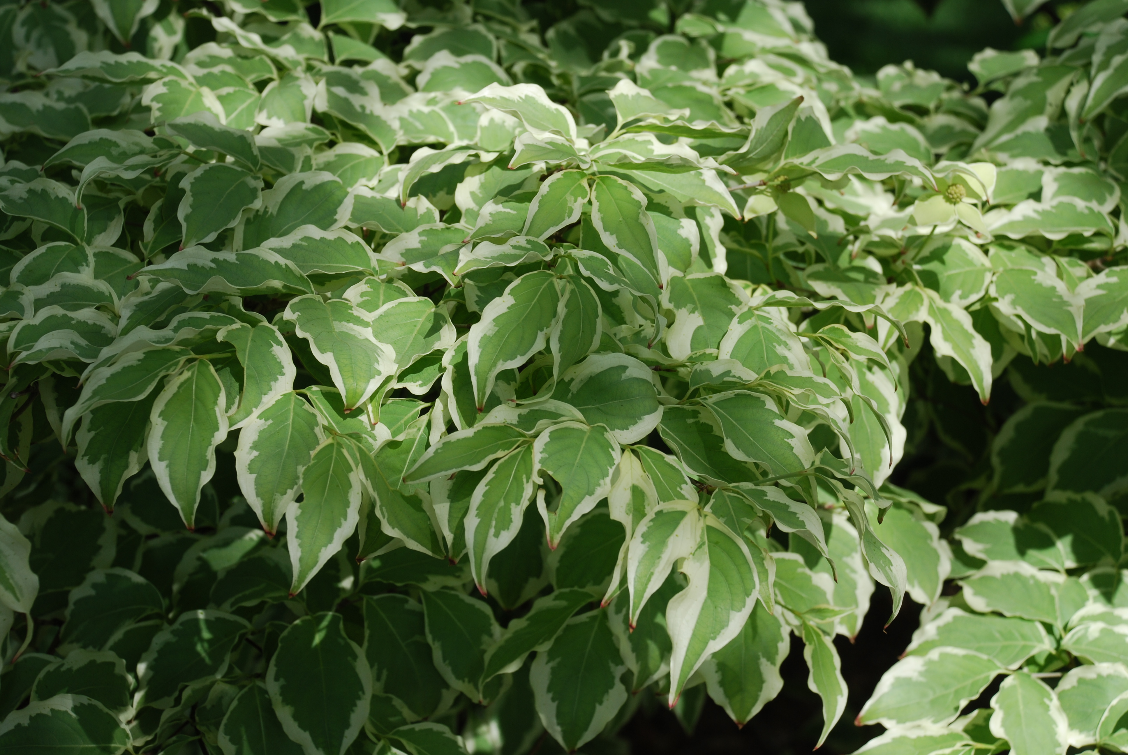 Cornus+dogwood+shrub