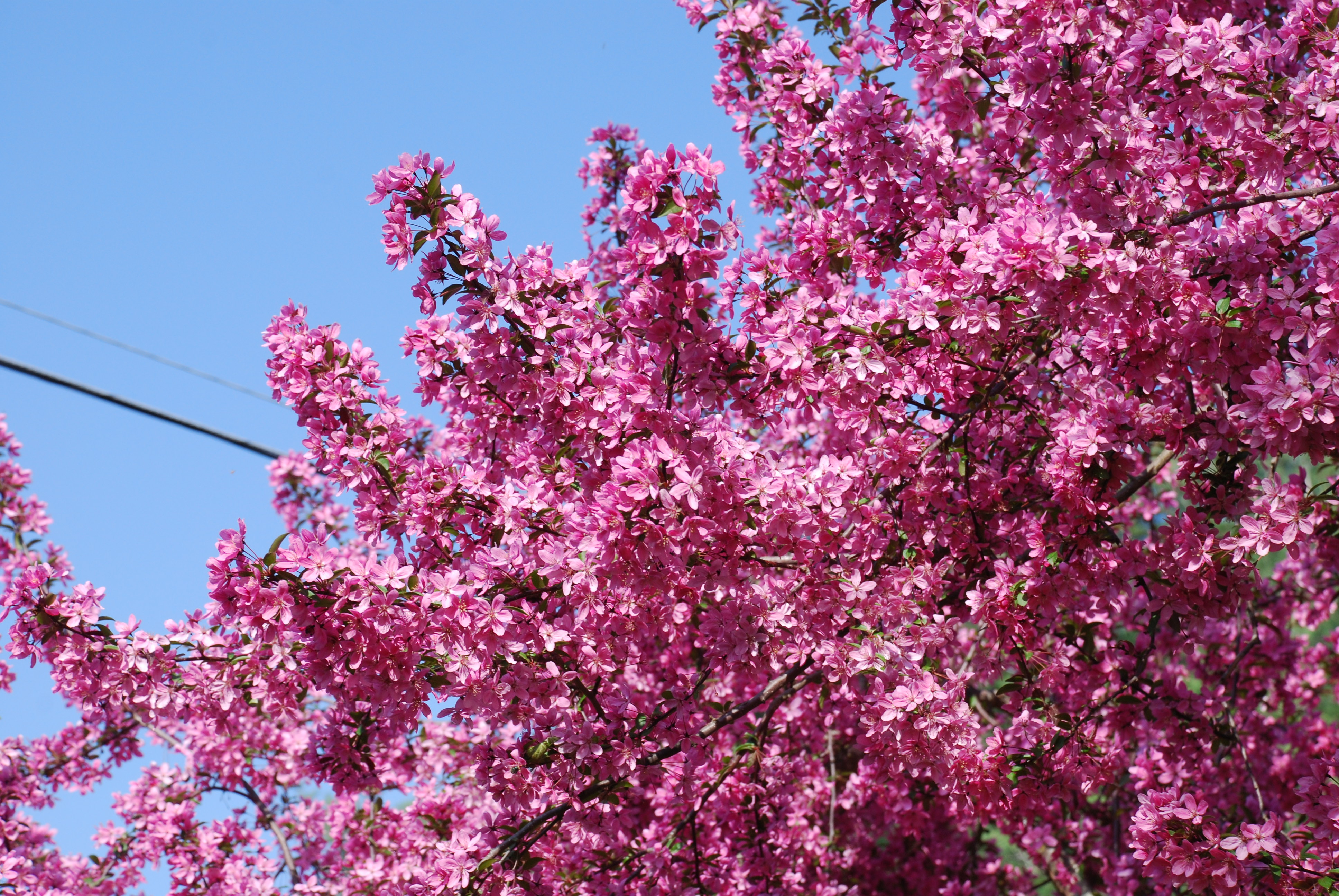 Crabapple Shopping List | What Grows There :: Hugh Conlon