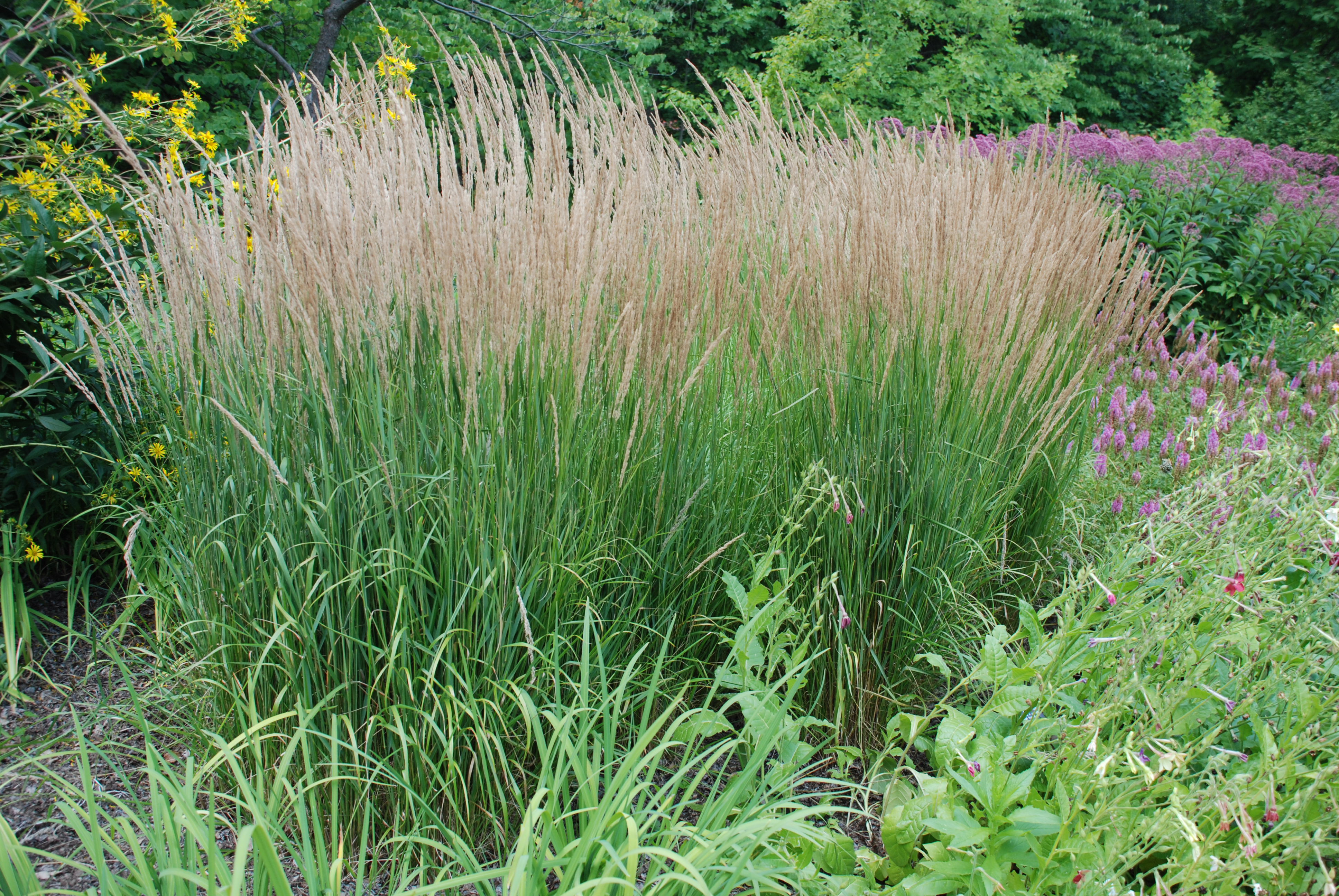 Tall Decorative Grass