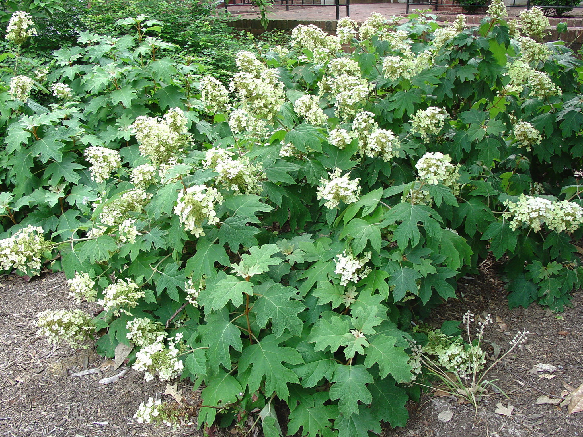 Hydrangea quercifolia H