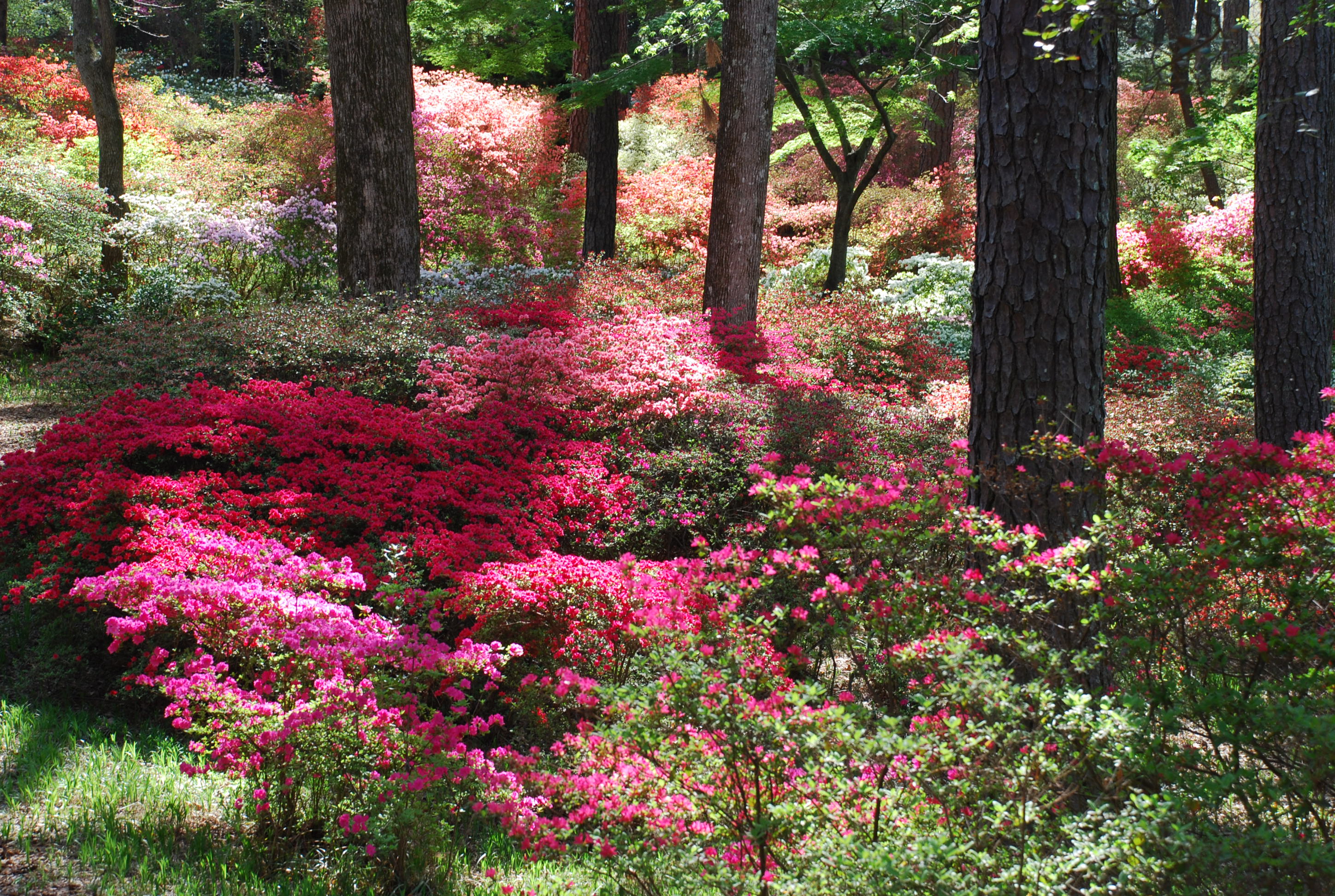 Callaway Gardens What Grows There Hugh Conlon, Horticulturalist
