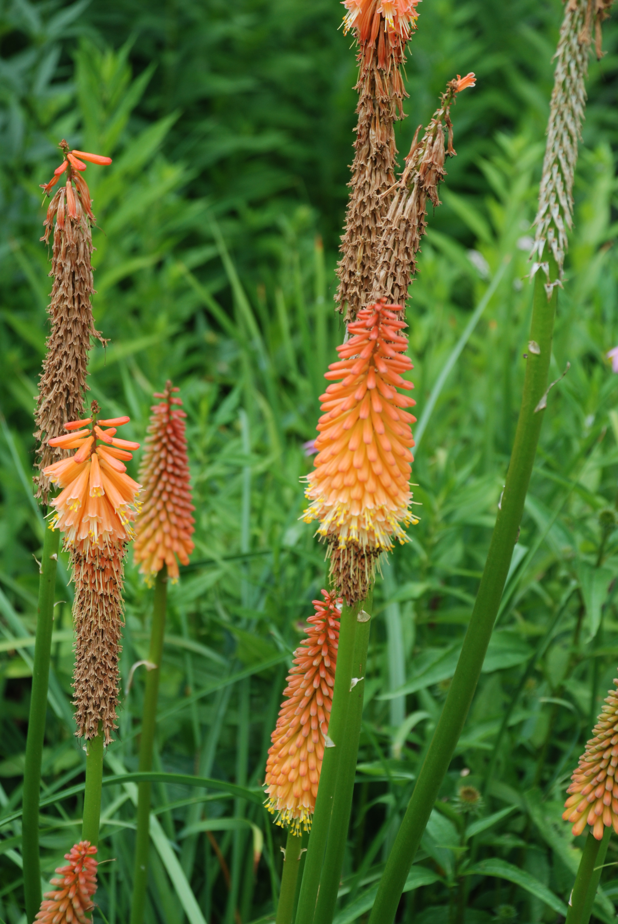 Torch Lily Has Long Bloom Life | What Grows There :: Hugh Conlon