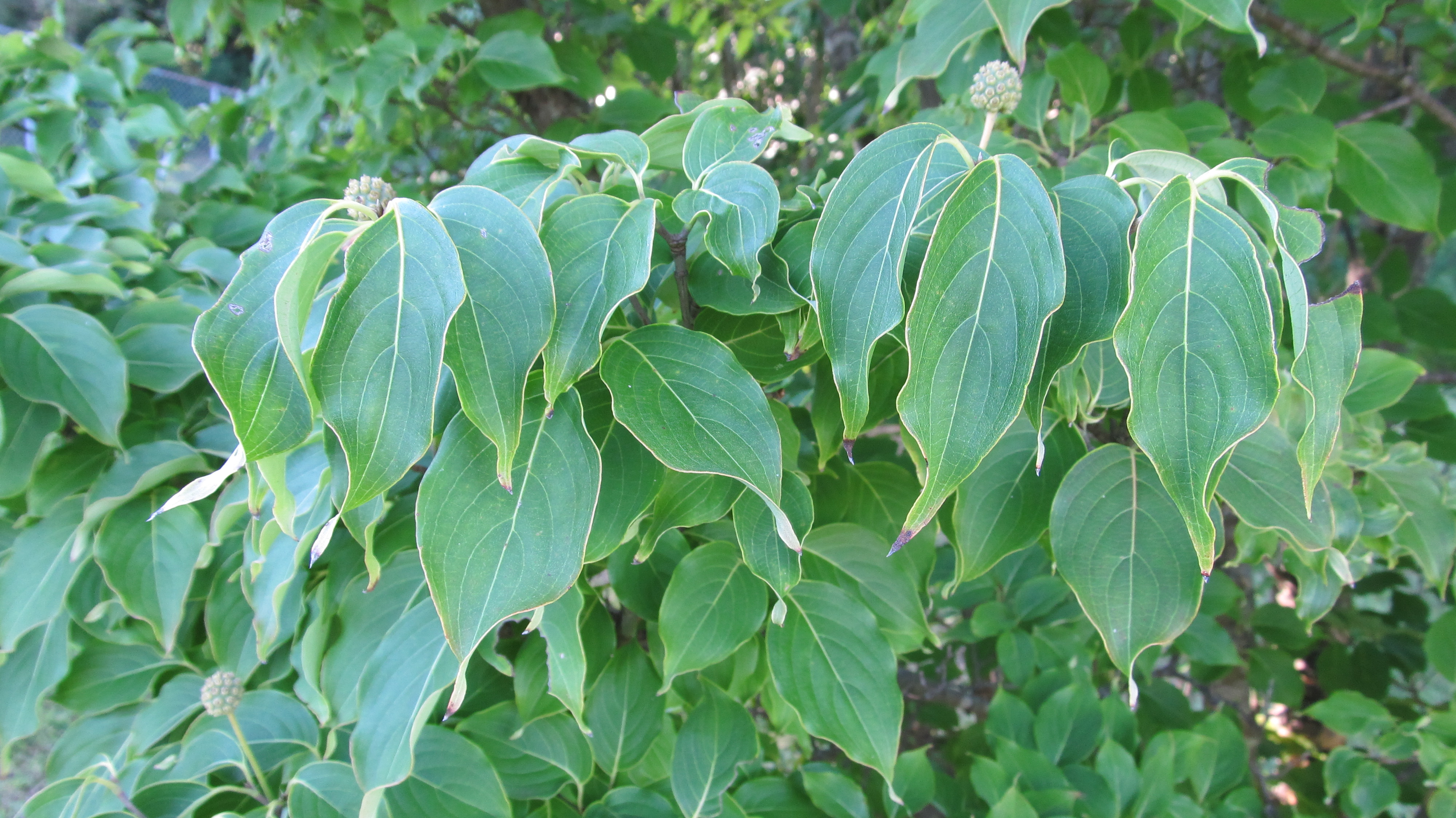 Kousa+dogwood+tree+diseases