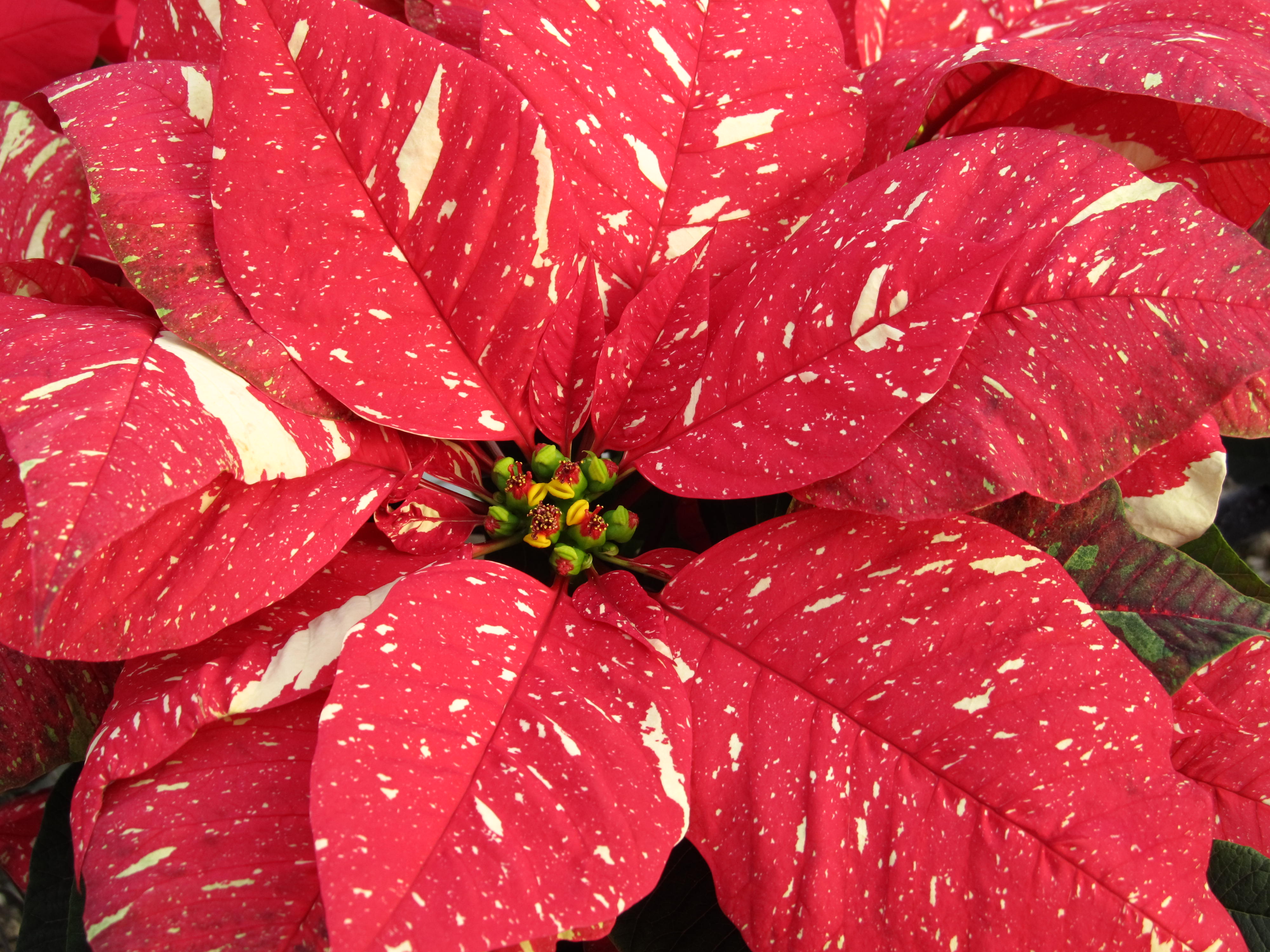 new-poinsettia-varieties-make-your-holidays-bright-what-grows-there-hugh-conlon
