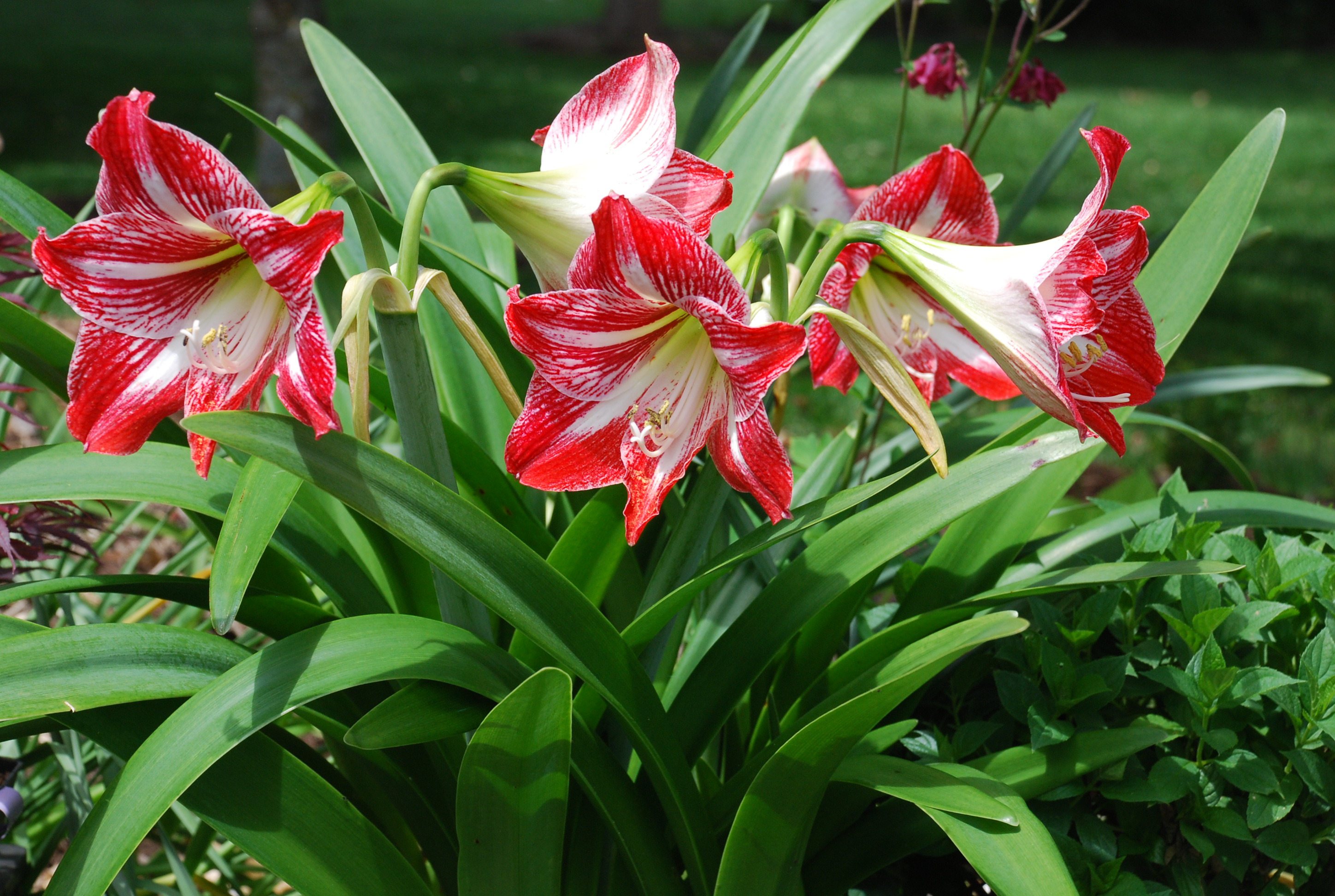 how to winter an amaryllis bulb