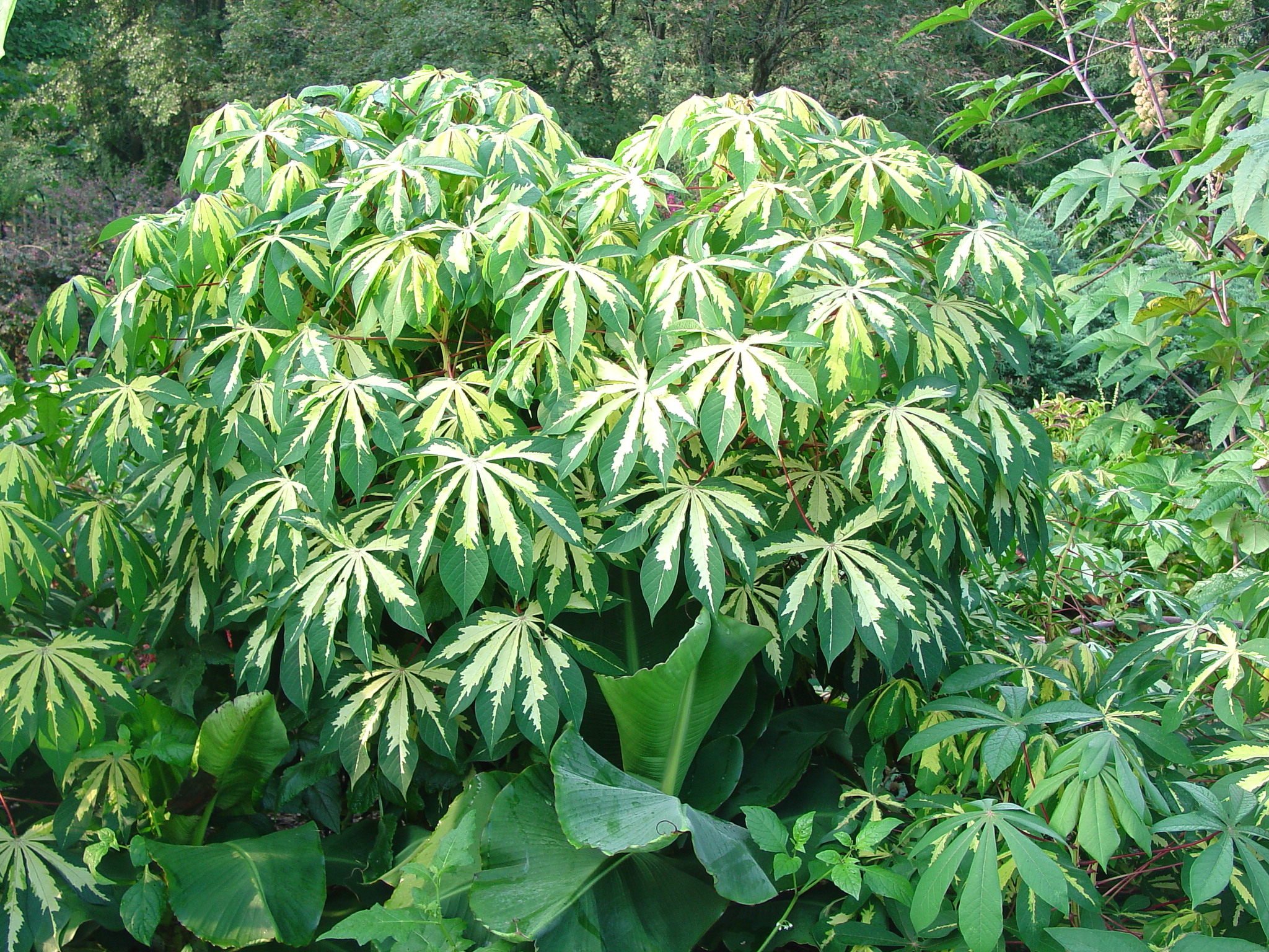 Variegated Tapioca Plant Thrives In The Summer Heat | What Grows There :: Hugh Conlon ...