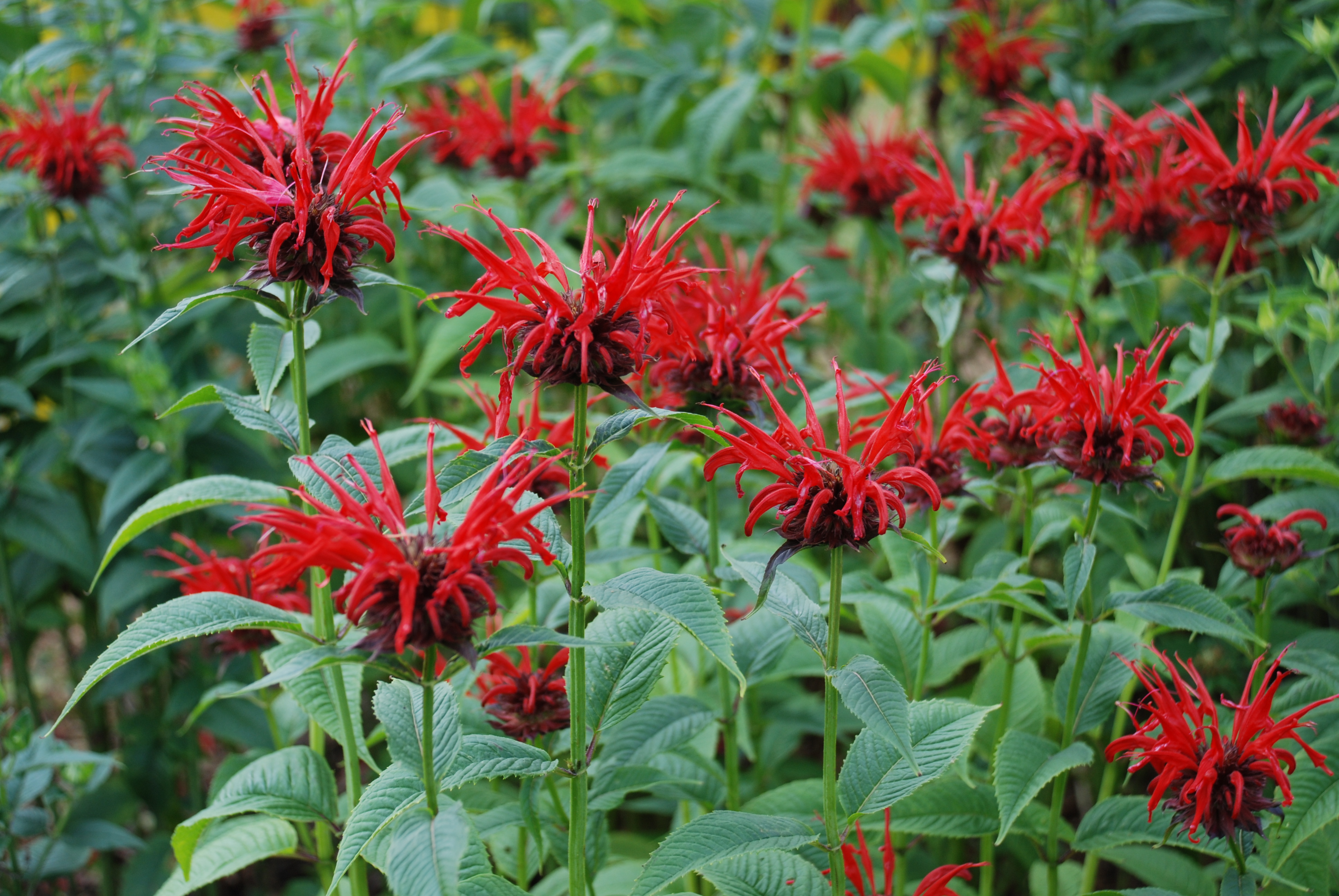 Powdery Mildew The Bane of Beebalm What Grows There