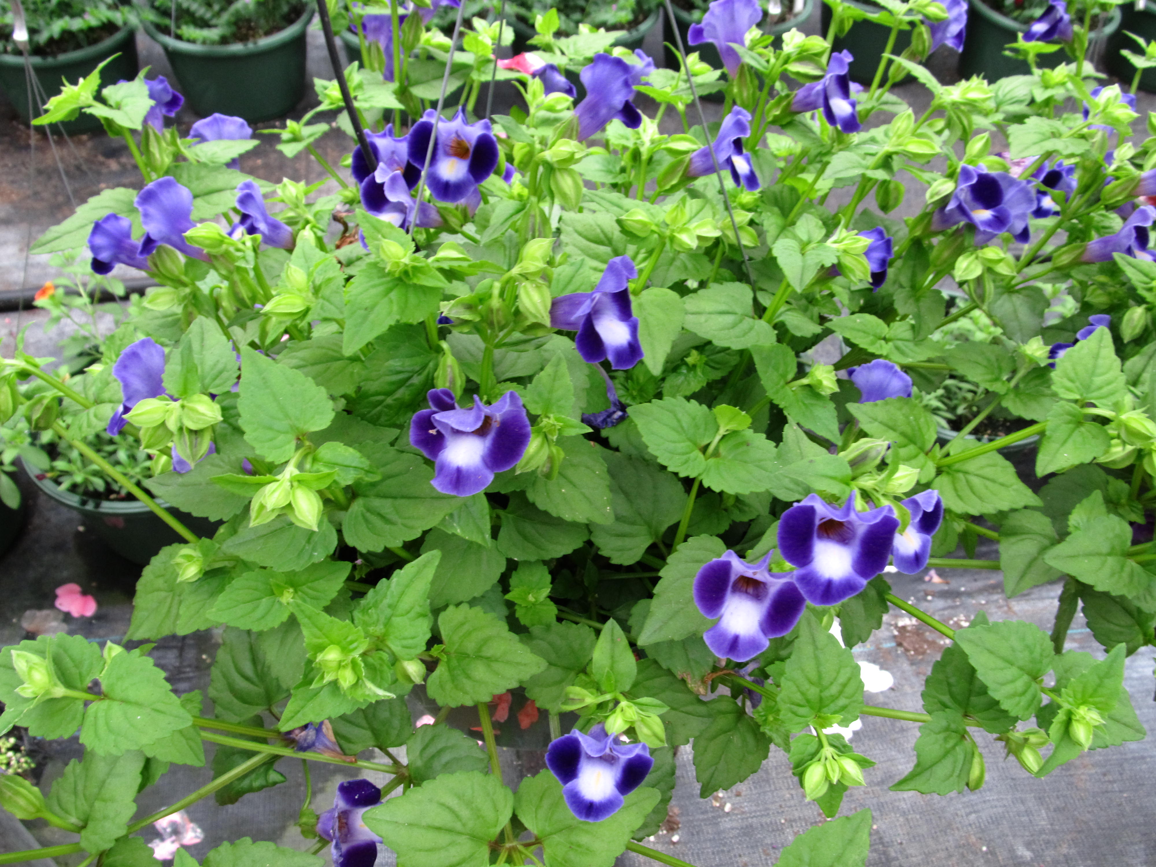 Torenia (Wishbone Flower) Blooms In Part Shade What Grows There
