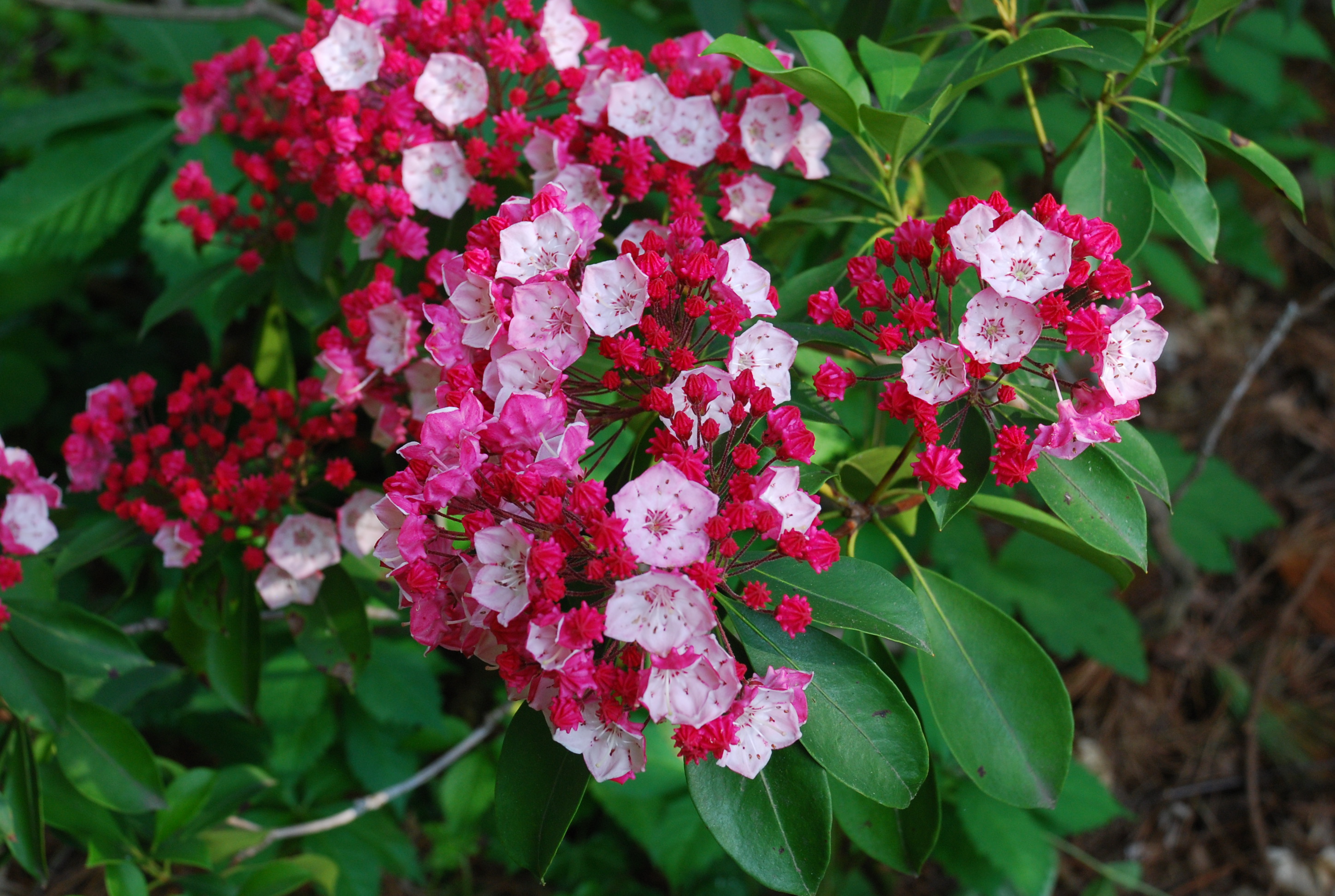 In the wild, mountain laurel tends to grow near a woodland… by rehan12.