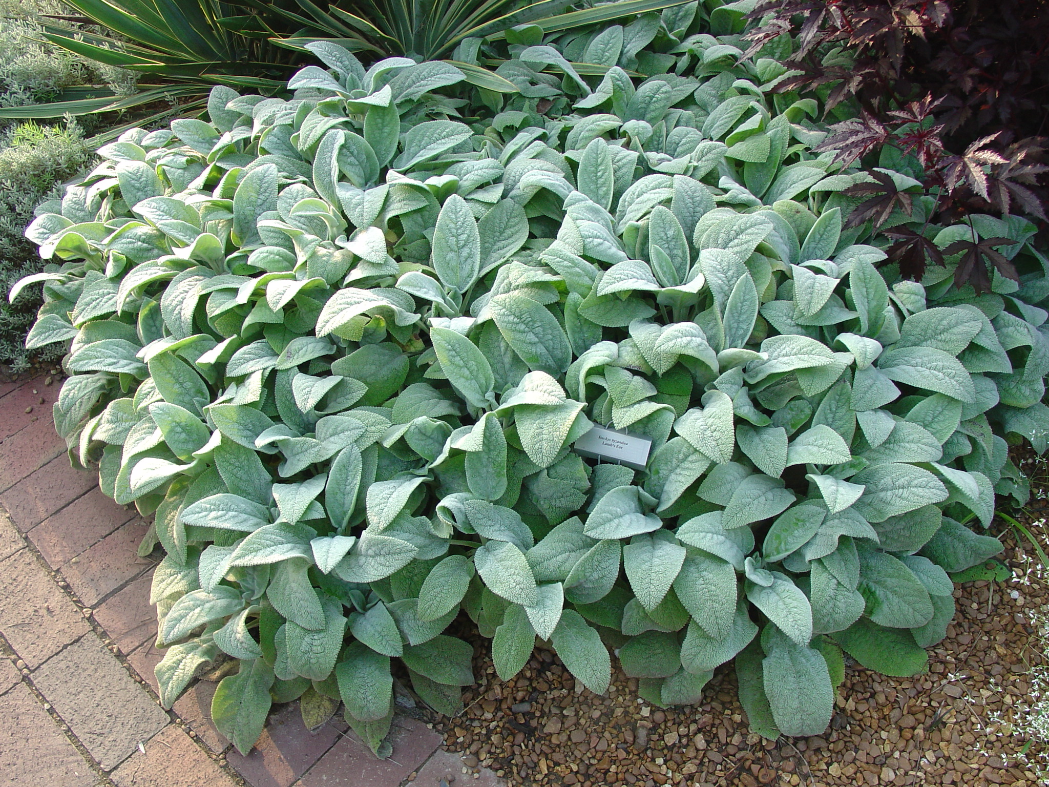 http://www.whatgrowsthere.com/grow/wp-content/uploads/2012/05/Stachys-BigEars-1.jpg