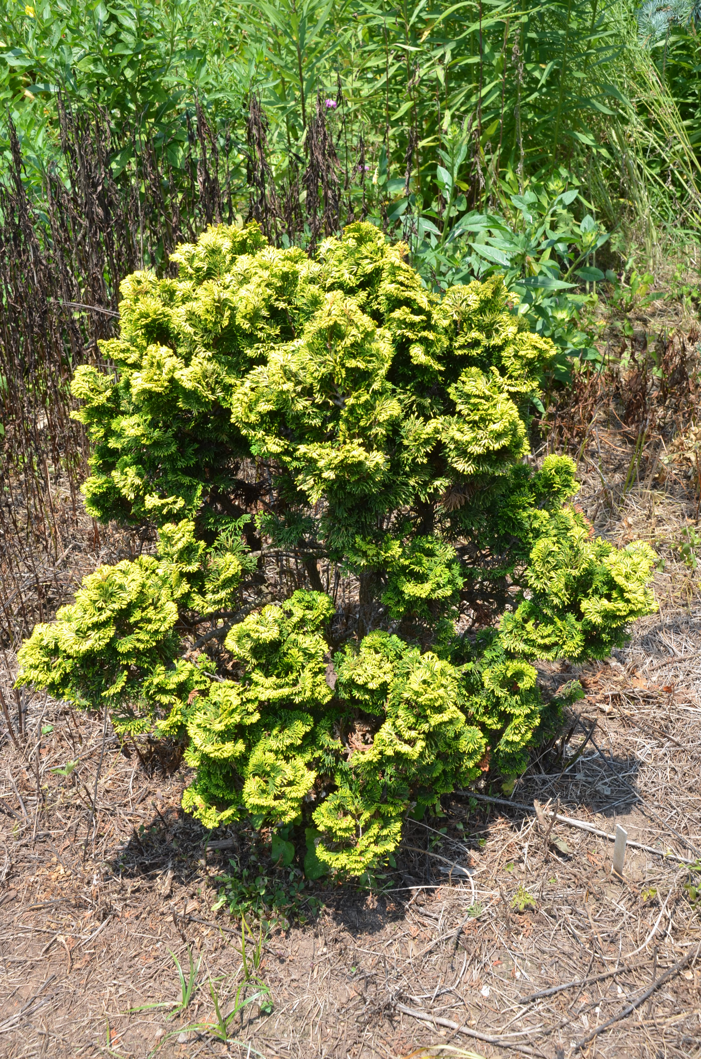 cypress hinoki dwarf evergreen verdoni shrubs verdon scorch whatgrowsthere japanese zone trees professor garden dsc