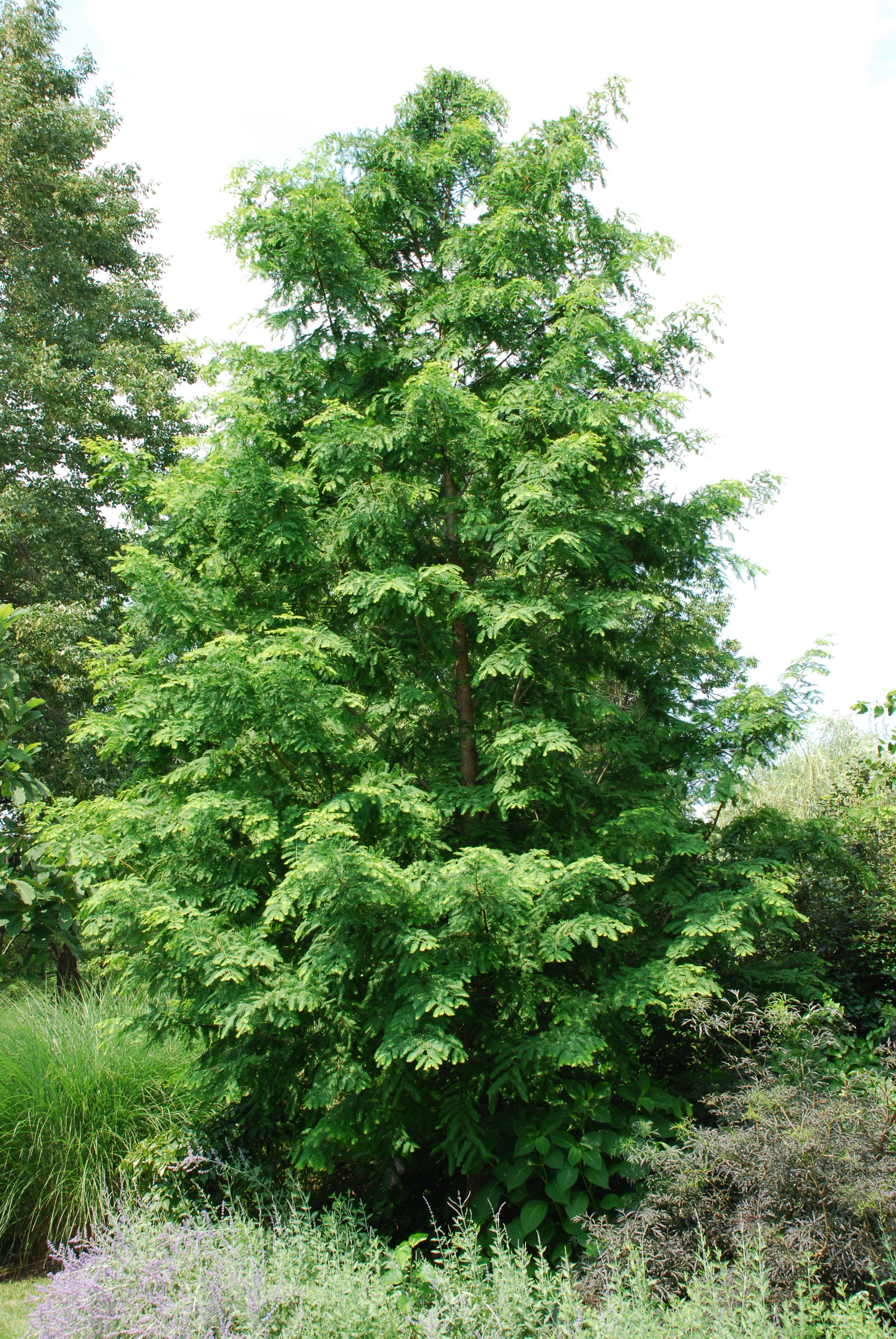 metasequoia dawn redwood metasequoia dawn redwood