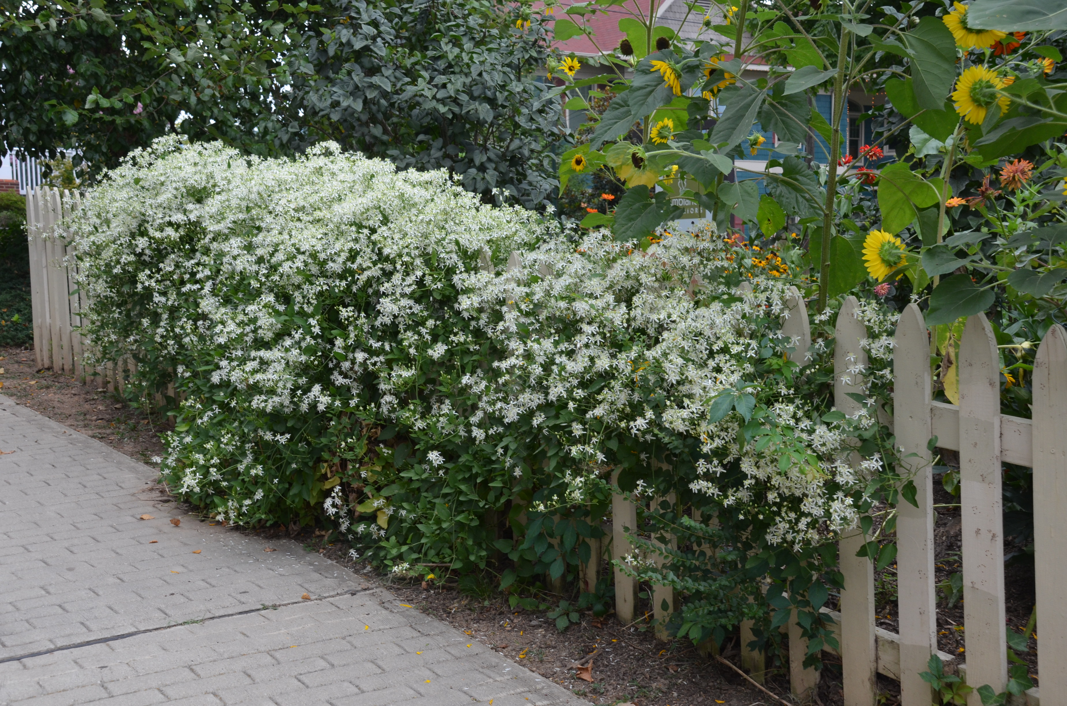 clematis on fence