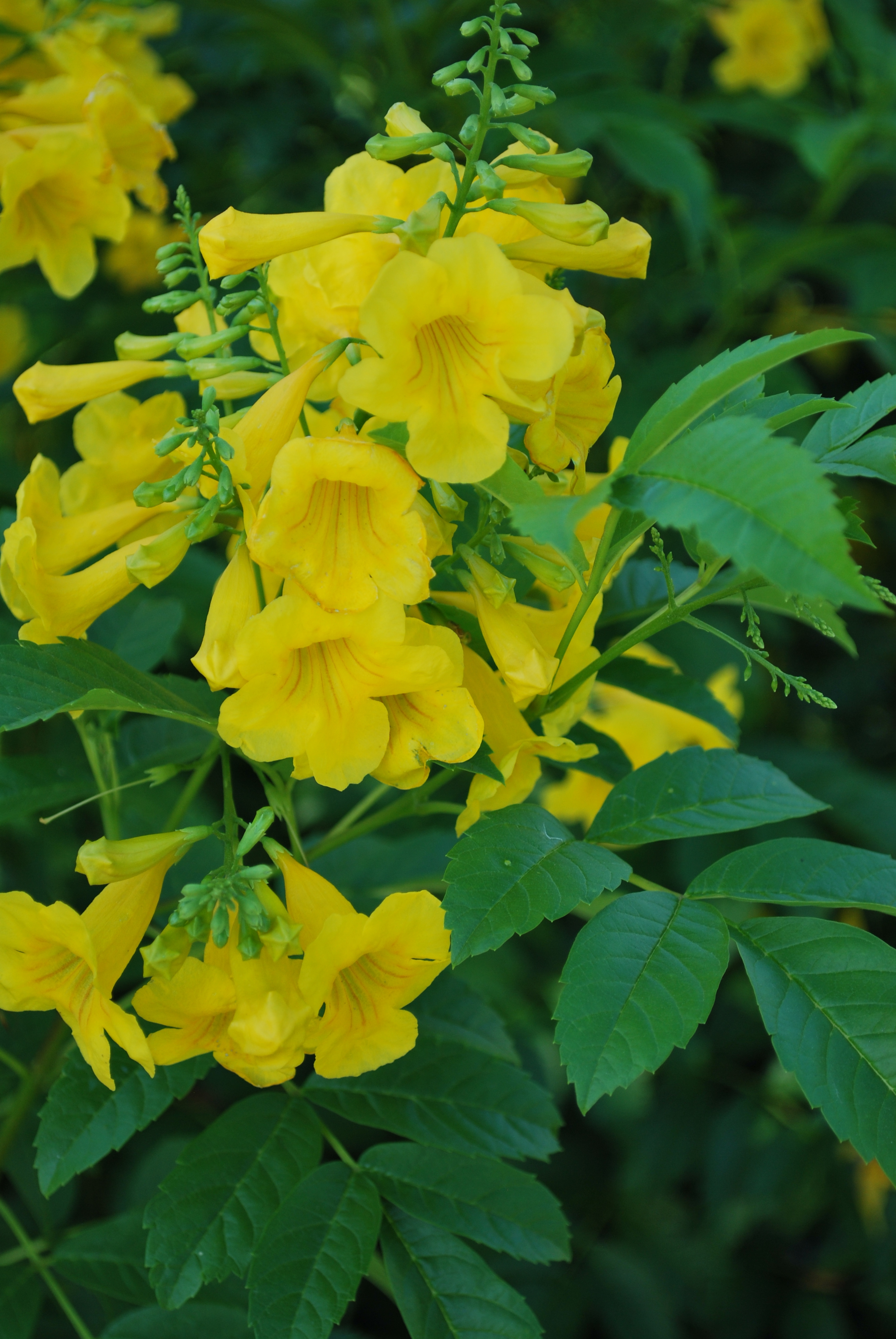 Something New to Grow – Esperanza, Yellow Bells | What Grows There ...