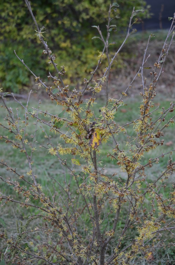 Fall Blooming ‘Little Suzy’ American witchhazel | What Grows There