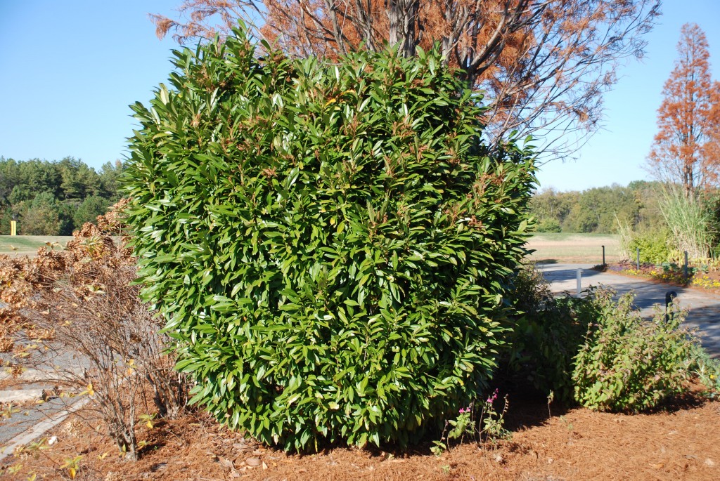 Will The Best Cherry Laurel Please Come Forward?  What Grows There