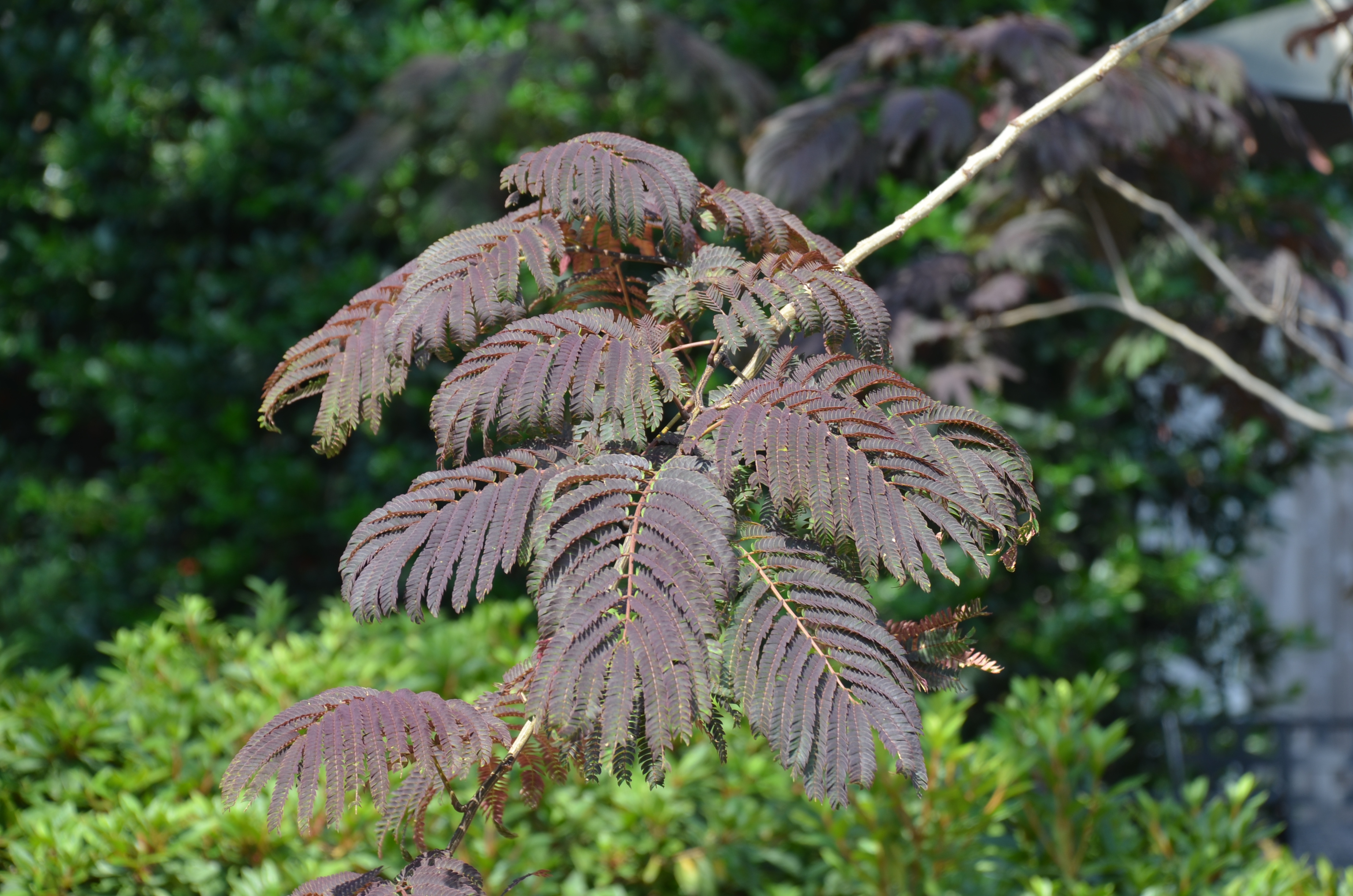 Summer Chocolate ™ Mimosa Tree Worth A Try.