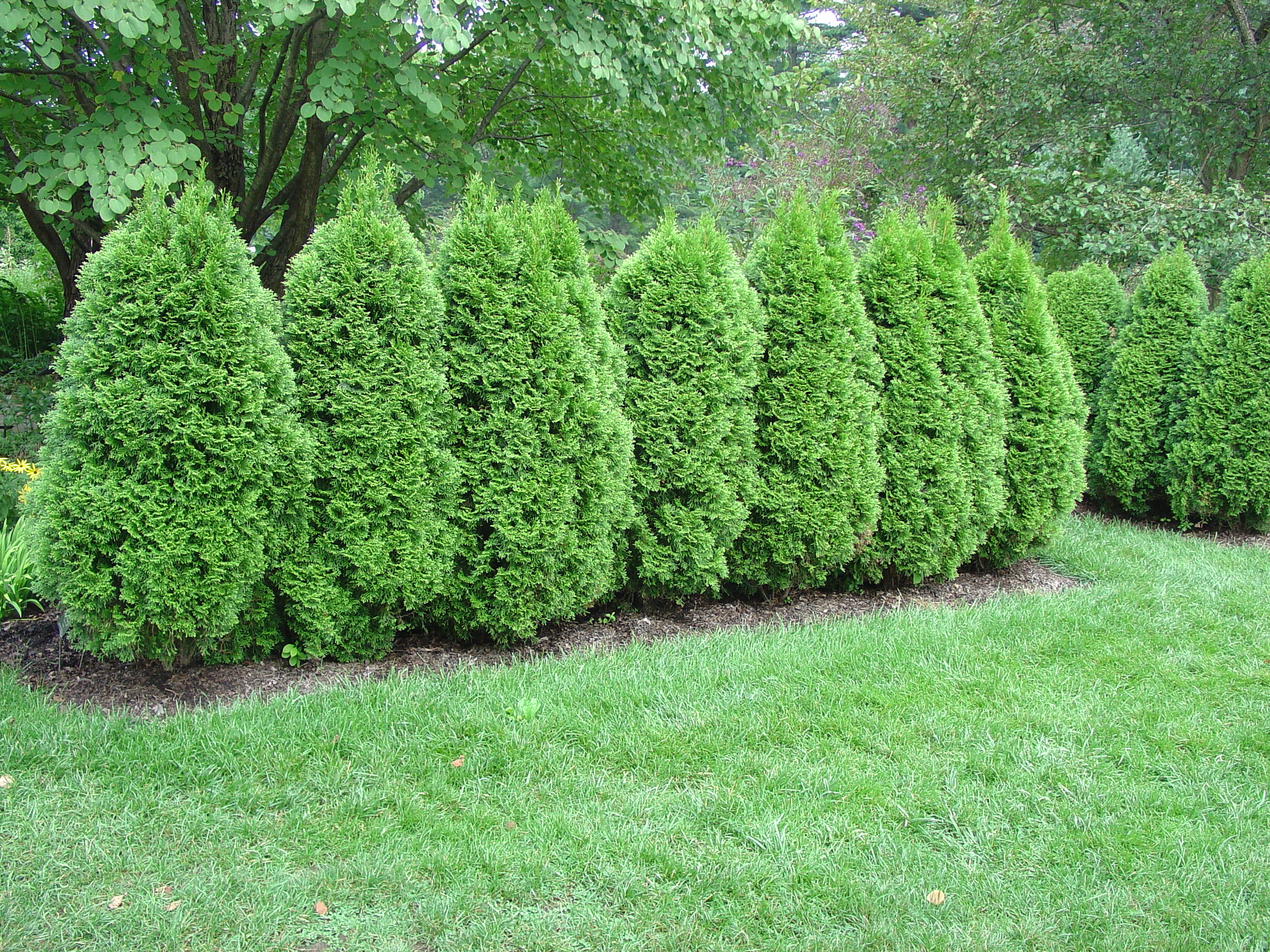 Unique Best Trees To Plant For Privacy for Large Space