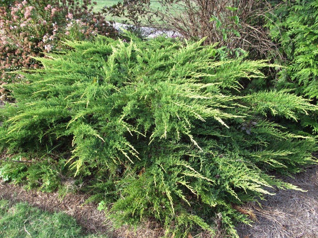 acler juniper