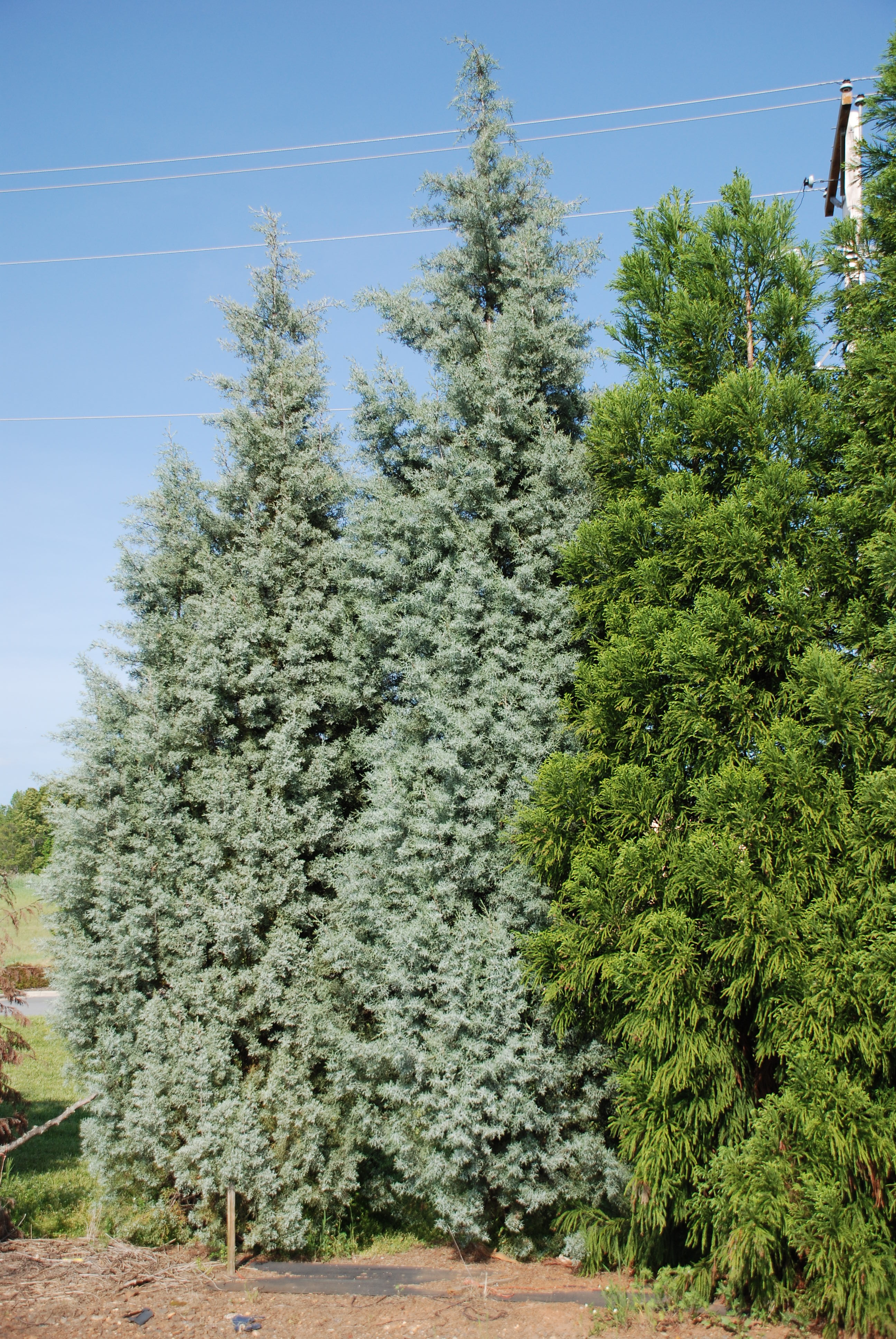 cypress sapphire cryptomeria cupressus whatgrowsthere grow
