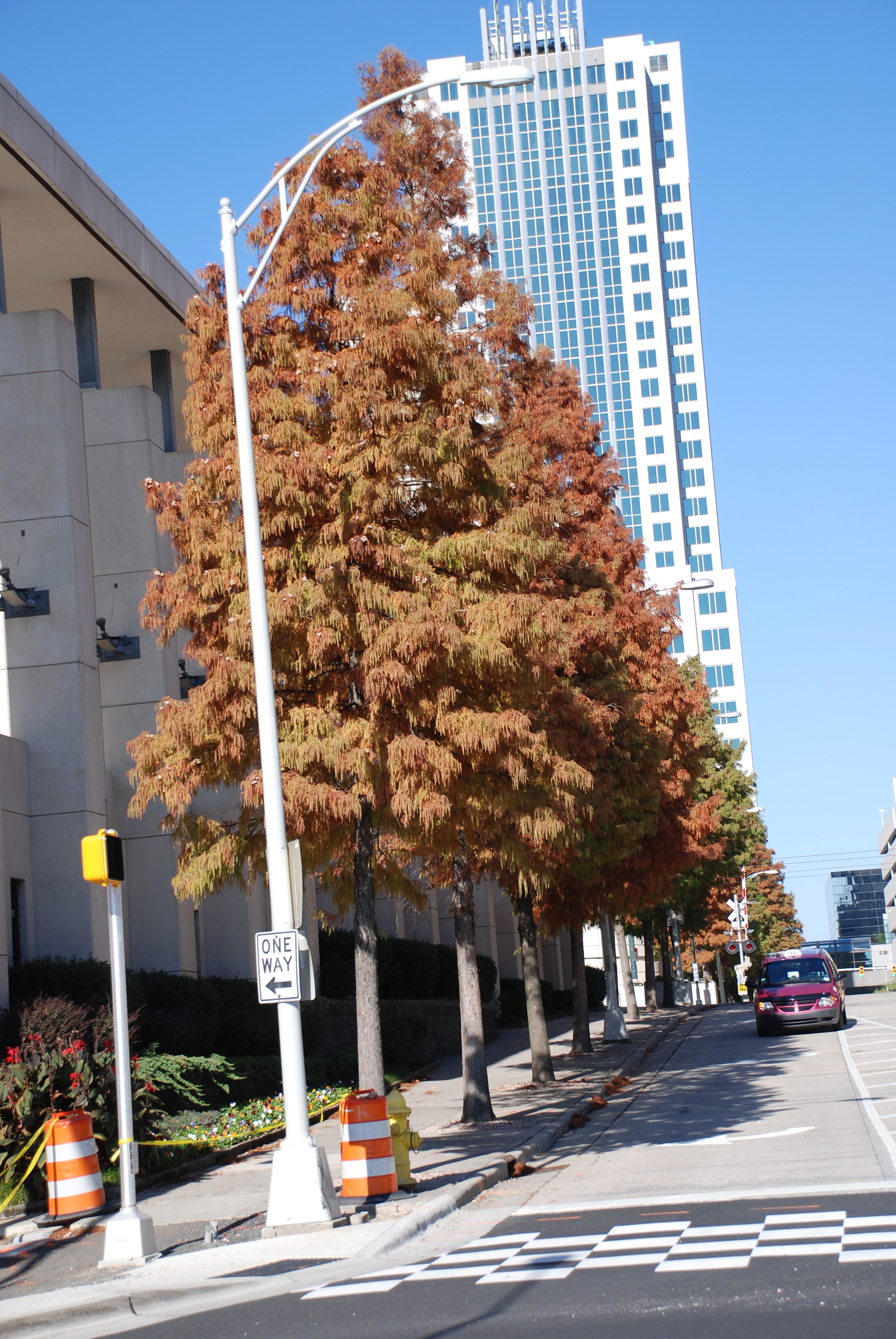 Urban Trees Reap Cleaner Air What Grows There Hugh Conlon