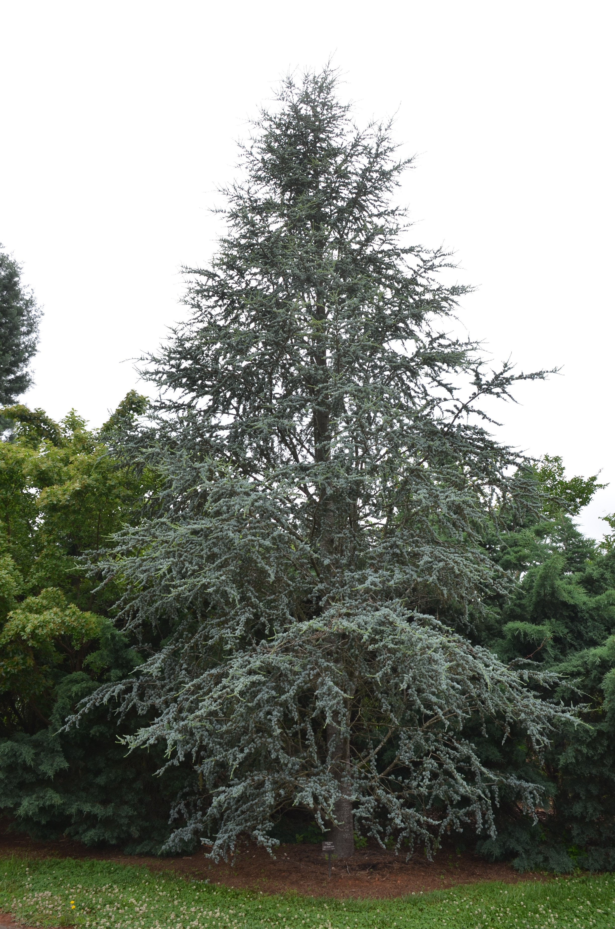 Blue Atlas Cedar Becoming Very Popular In Urban Landscape  What Grows There :: Hugh Conlon 