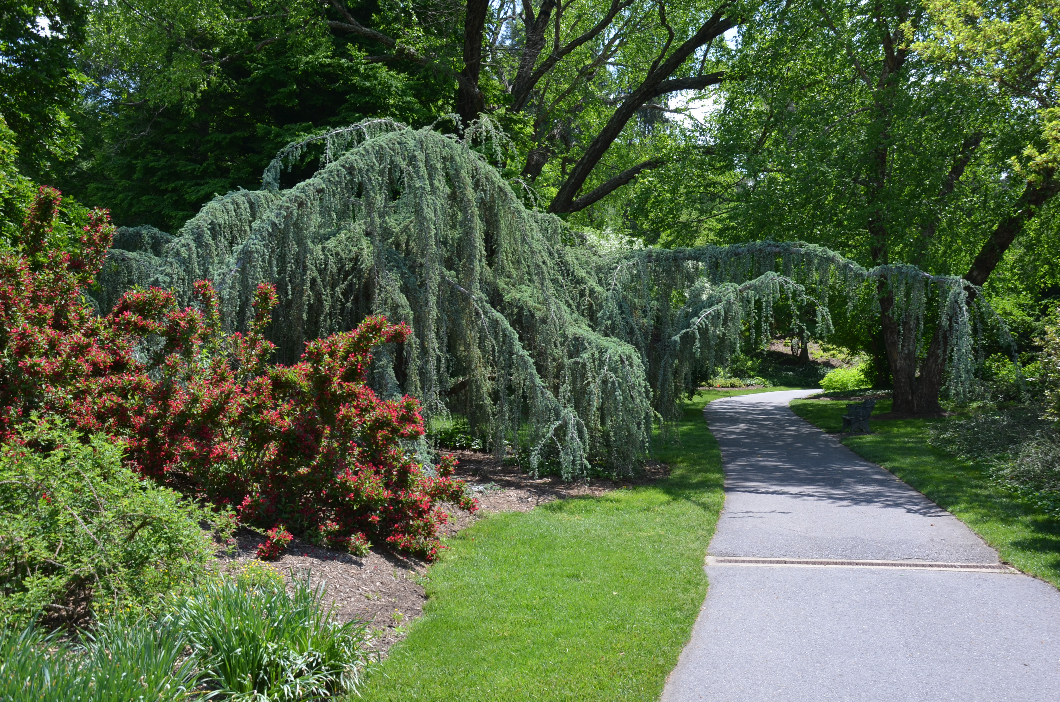 weeping blue atlas cedar