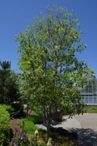 magnolia virginiana wilson jim moonglow sweetbay nc arboretum asheville florex