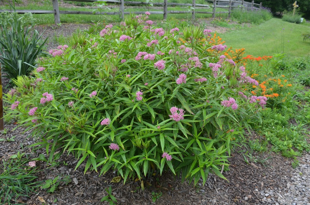 milkweed swamp asclepias incarnata monarch favorite grow botanical gardens chicago butterfly seeds