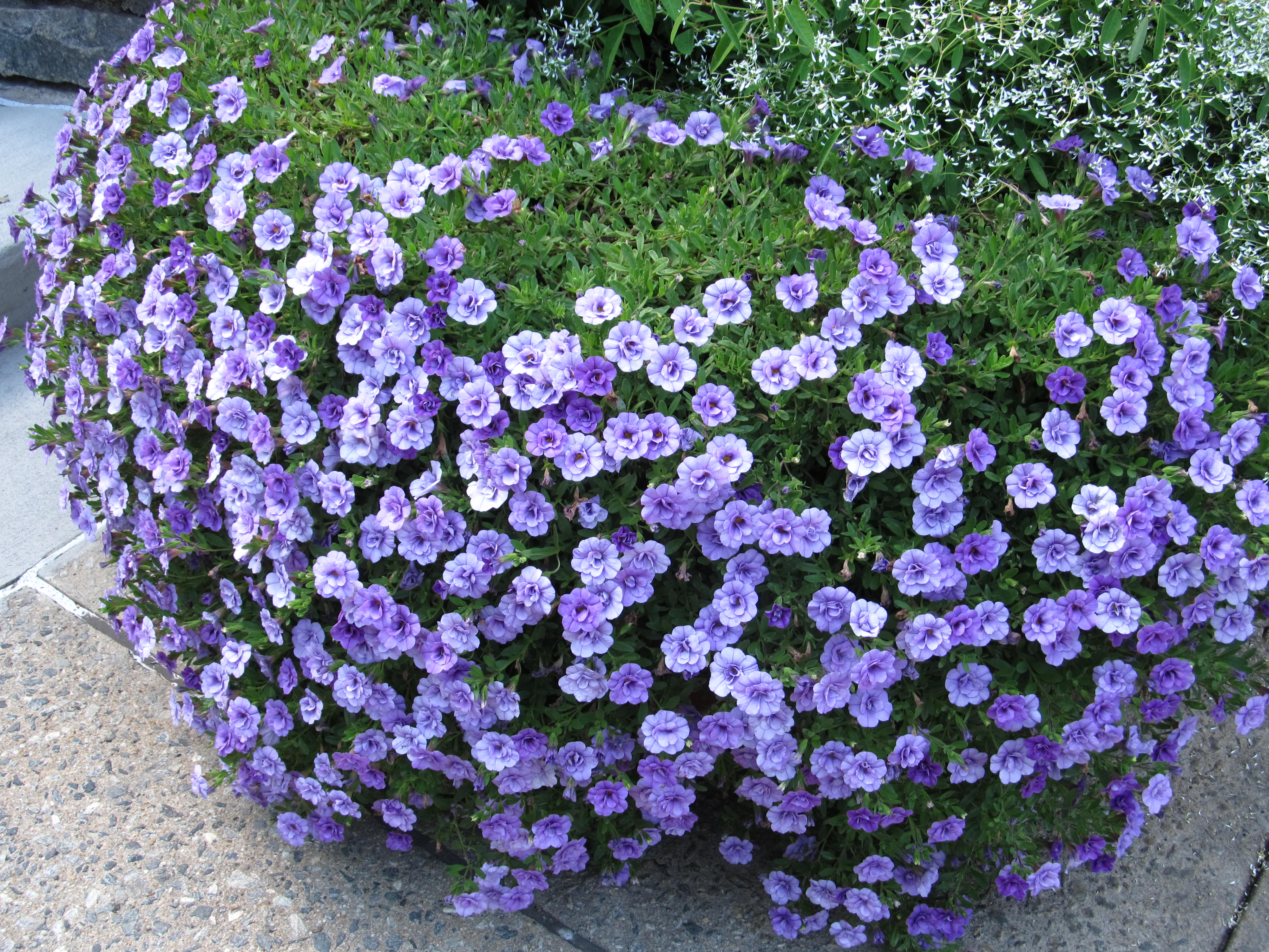 calibrachoa bells million double amethyst container