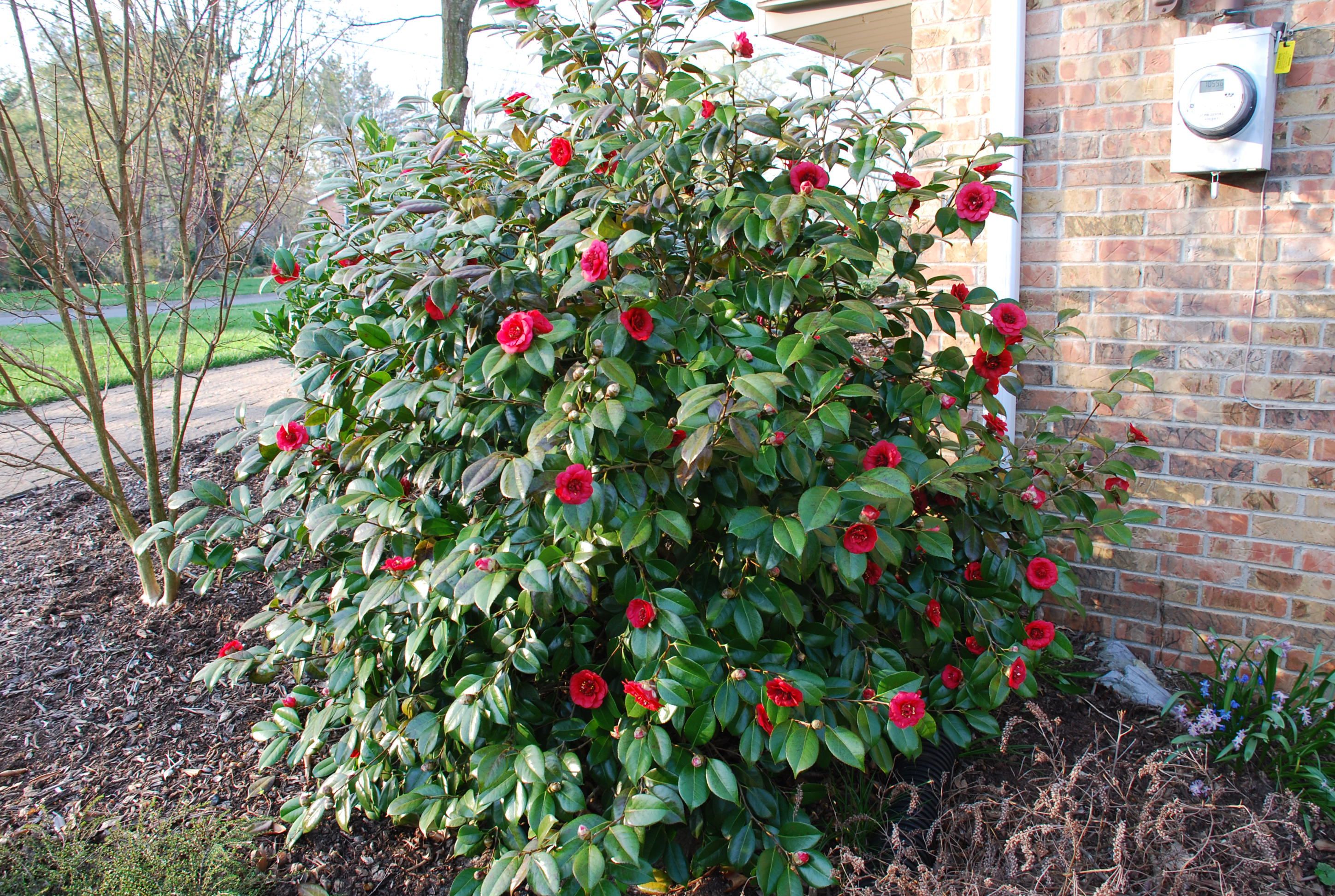 List Of Zone 6 Hardy Camellias Grows Longer What Grows There Hugh 