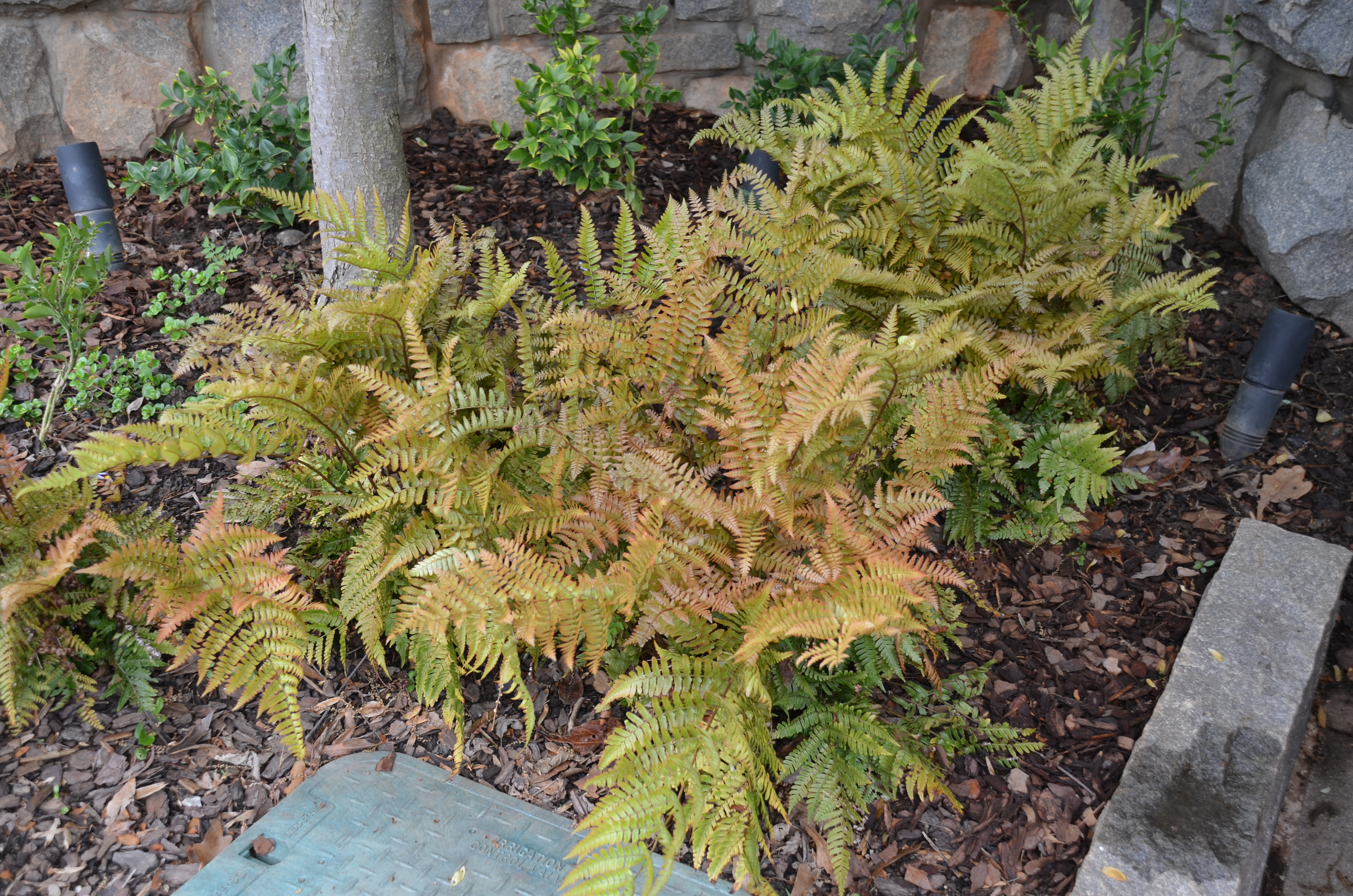 Autumn Fern Changes With The Seasons What Grows There Hugh Conlon Horticulturalist Professor Lecturer And Gardener