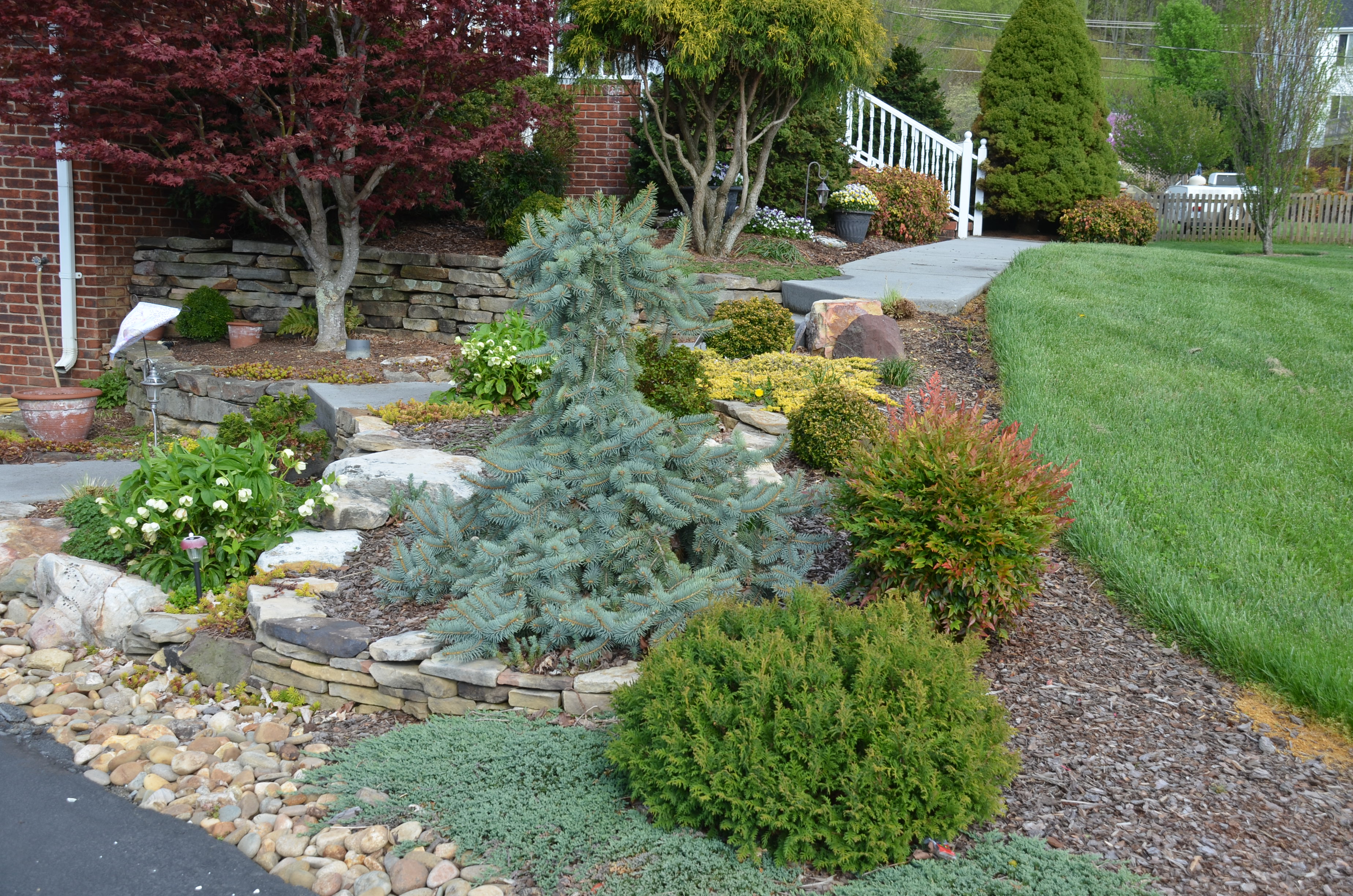 conifers for small garden spaces what grows there