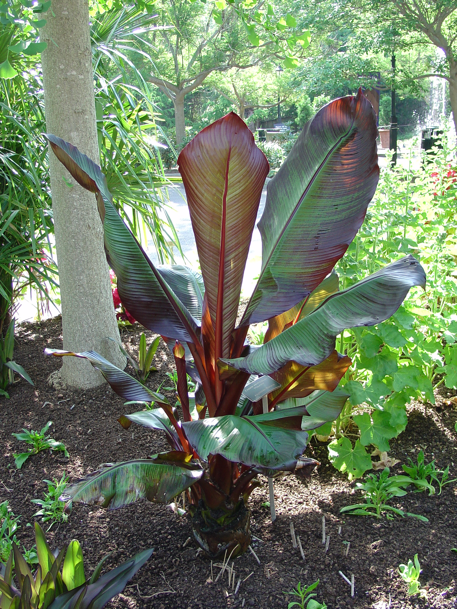 Red Abyssinian Banana For Tropical Looking Landscapes | What Grows 