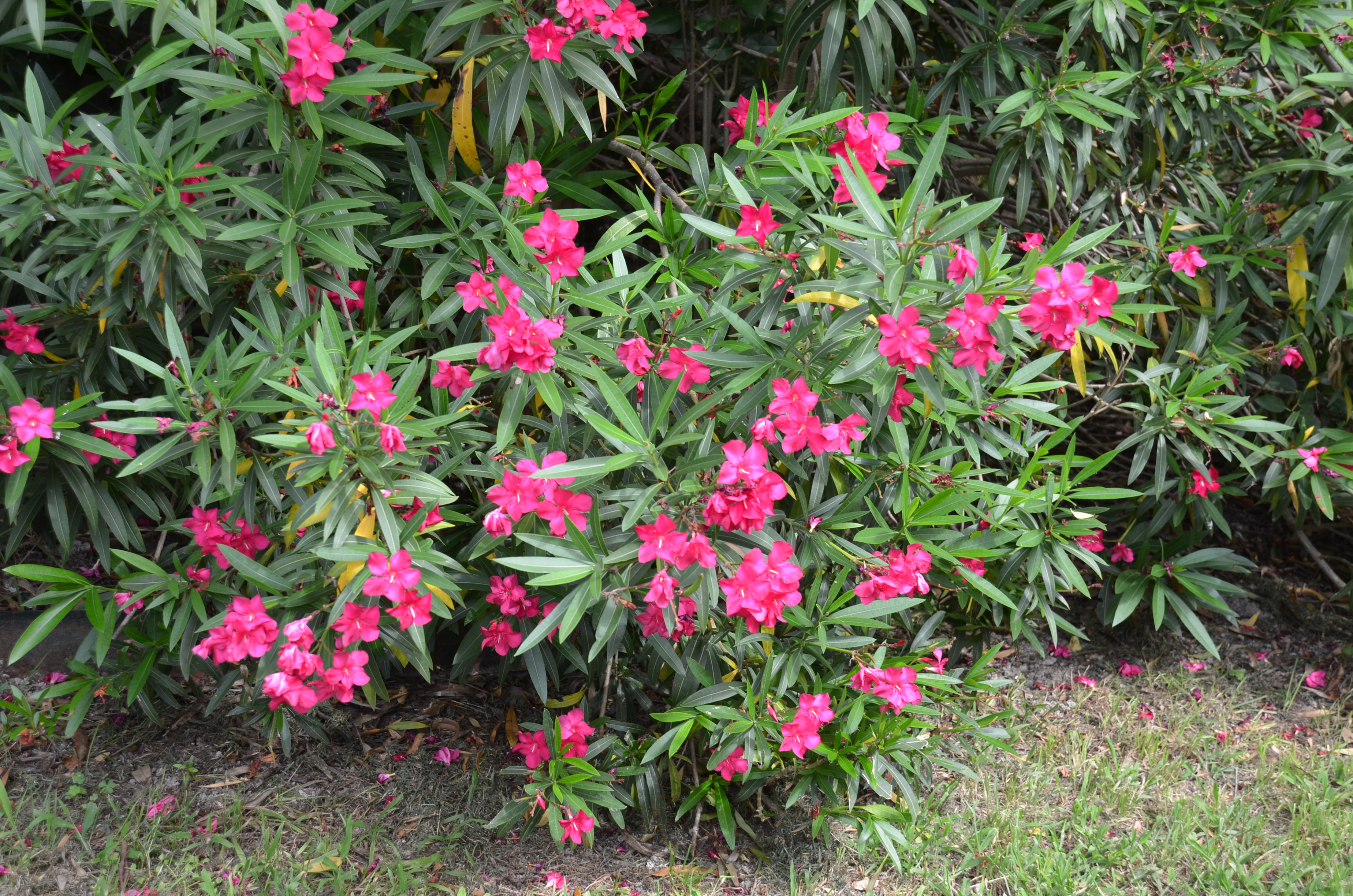 Nerium oleander 1