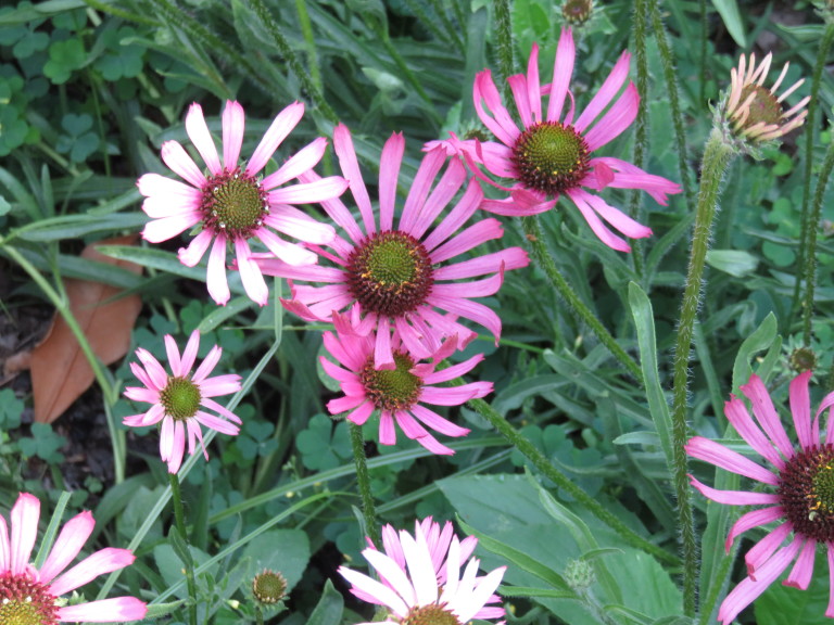 purple coneflower not blooming purple coneflower not blooming