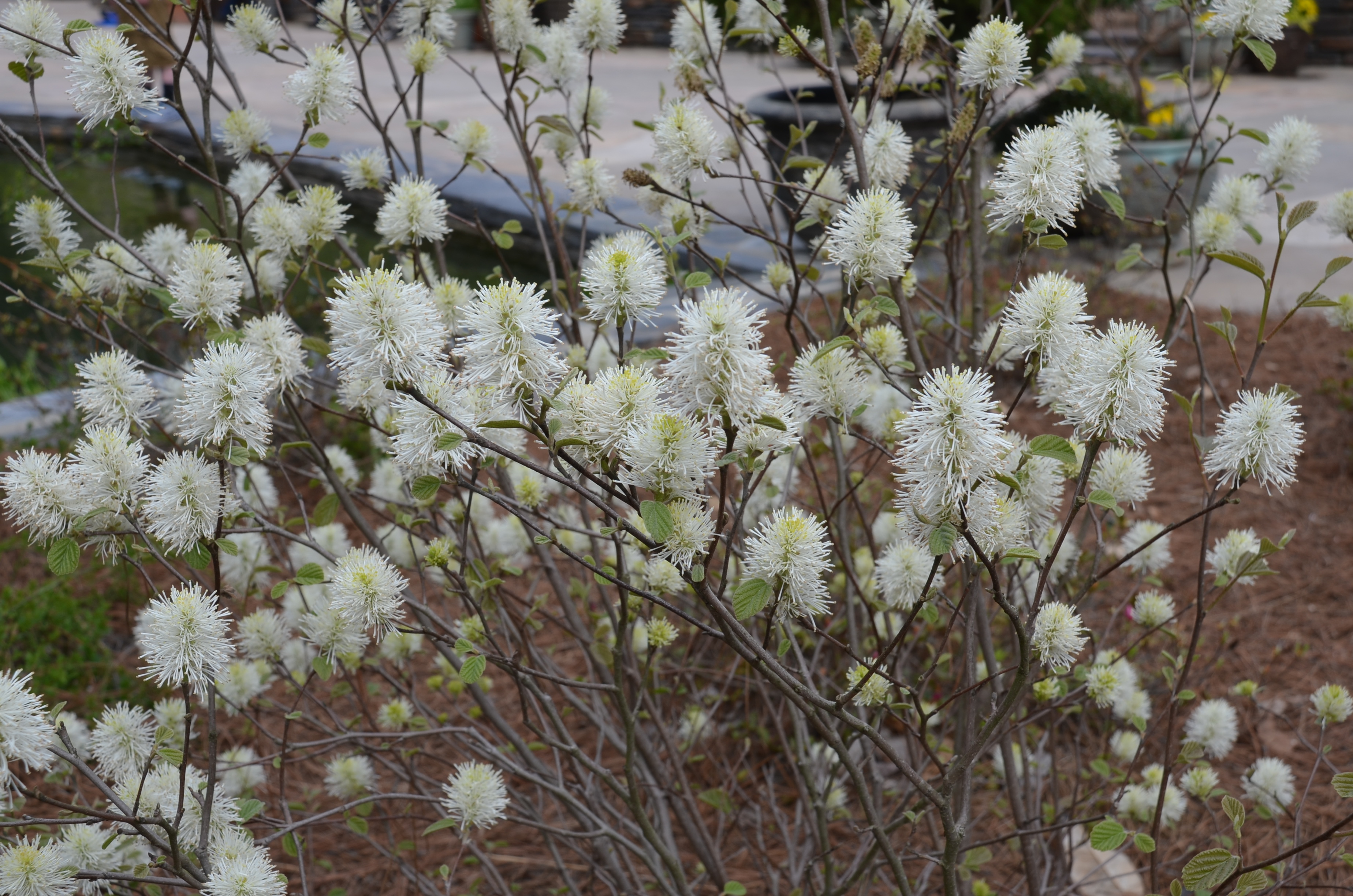 Fothergilla Major Blue Shadow