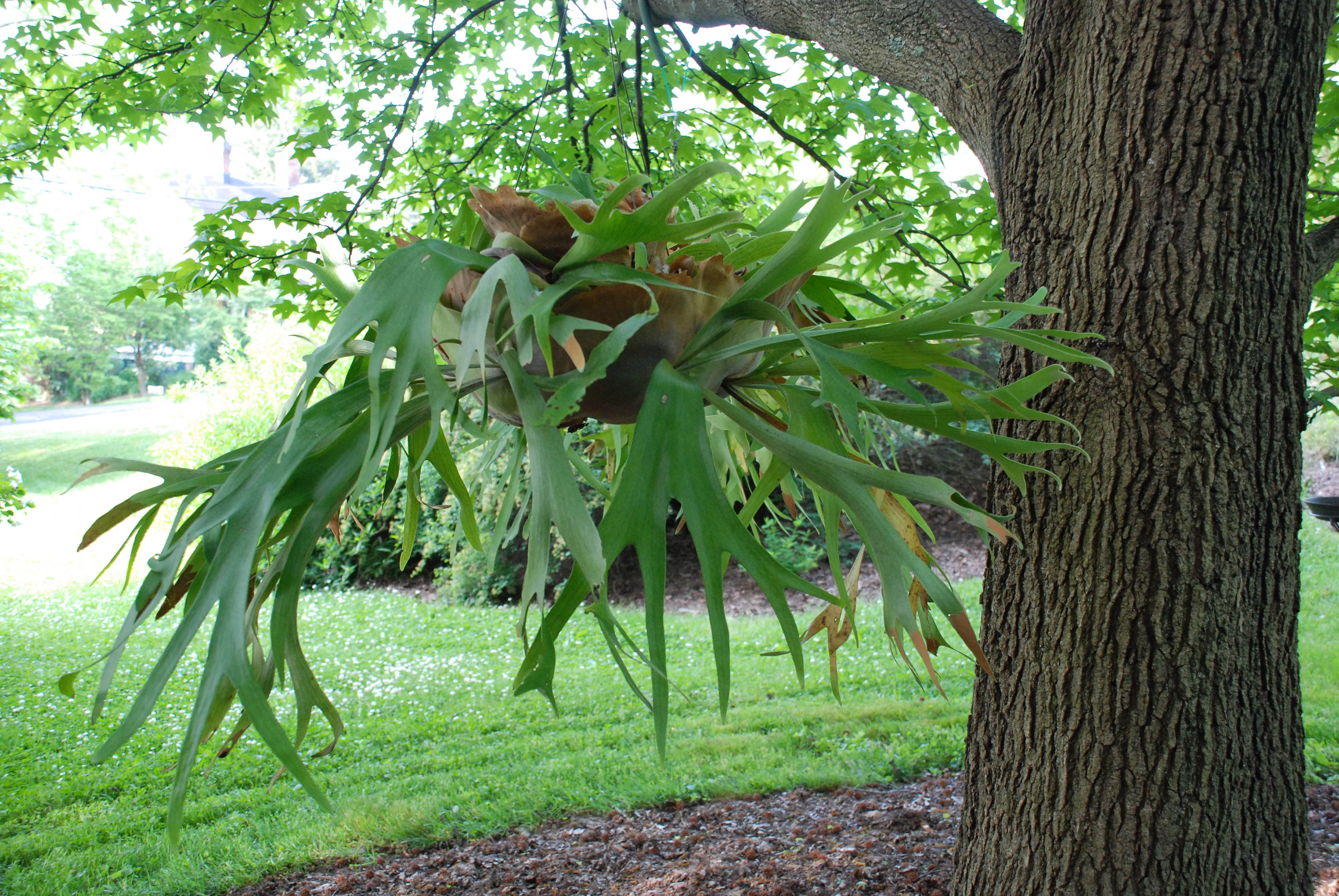 Care Of Staghorn Ferns What Grows There Hugh Conlon