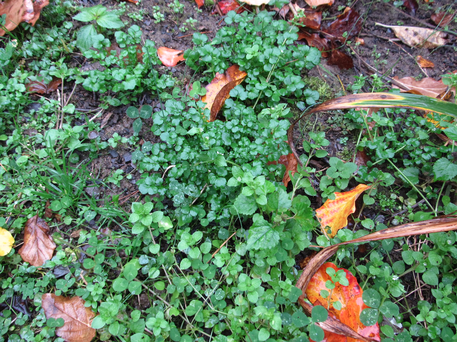 weeds winter fall annual weed broadleaf grow herbicides should know garden summer control late grows whatgrowsthere