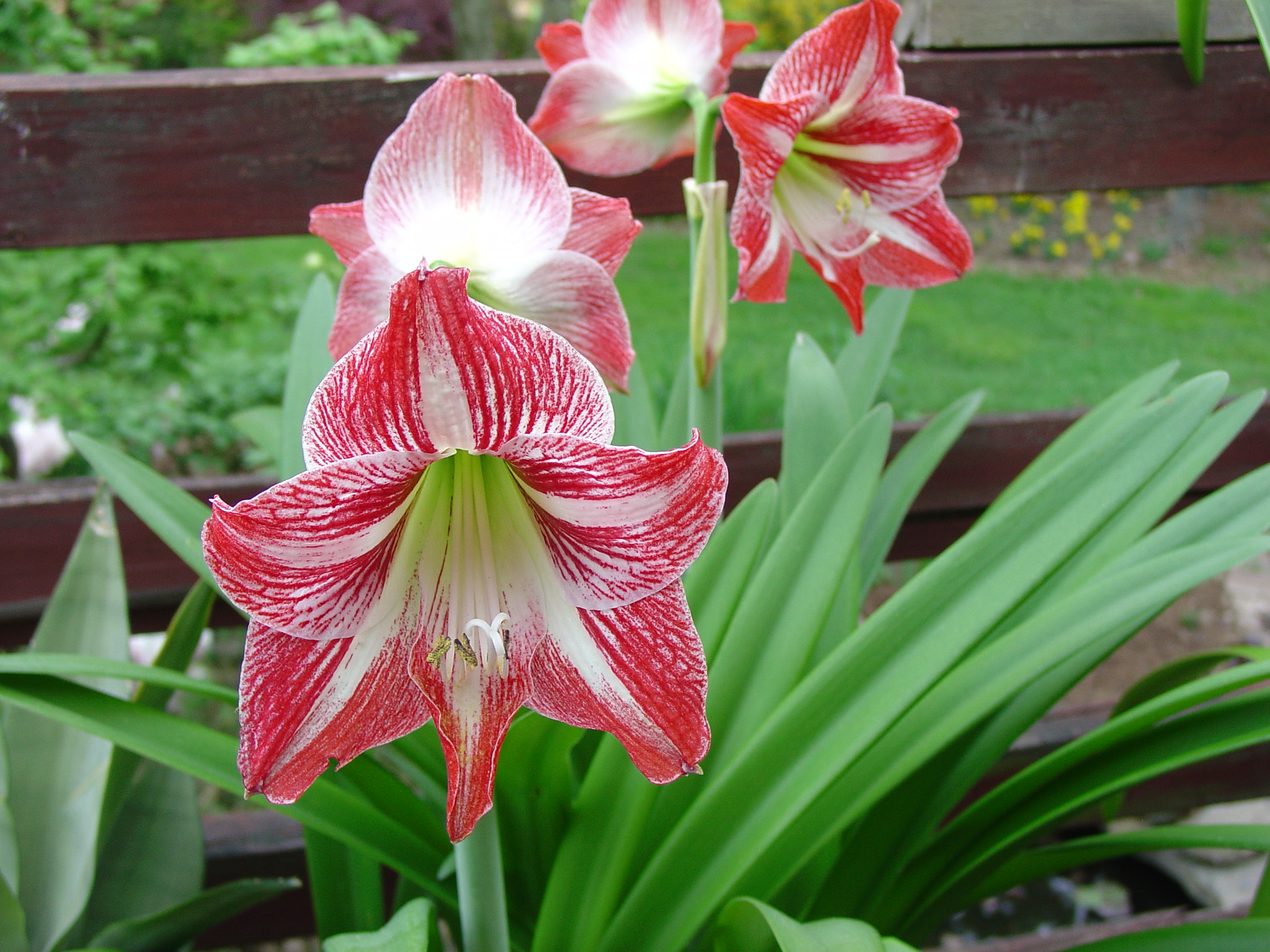 Growing Amaryllis | What Grows There :: Hugh Conlon, Horticulturalist