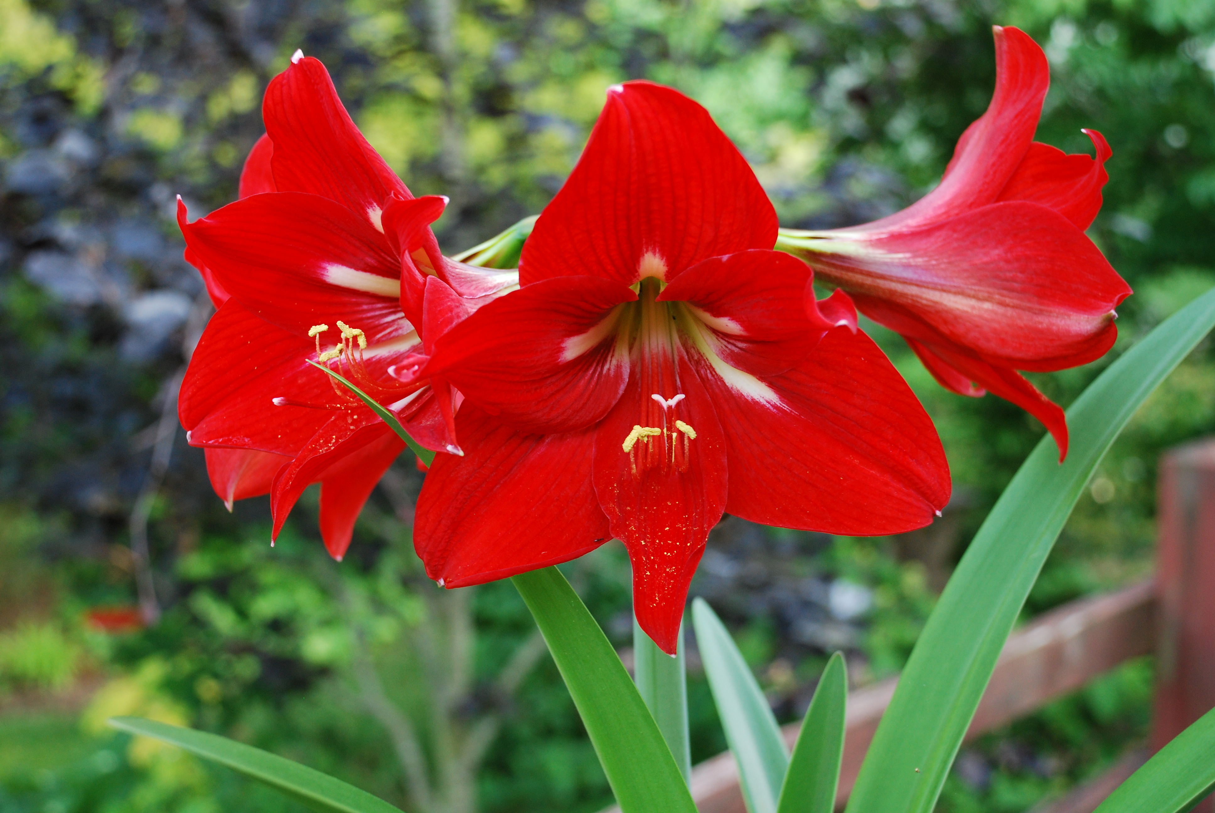 Growing Amaryllis | What Grows There :: Hugh Conlon, Horticulturalist