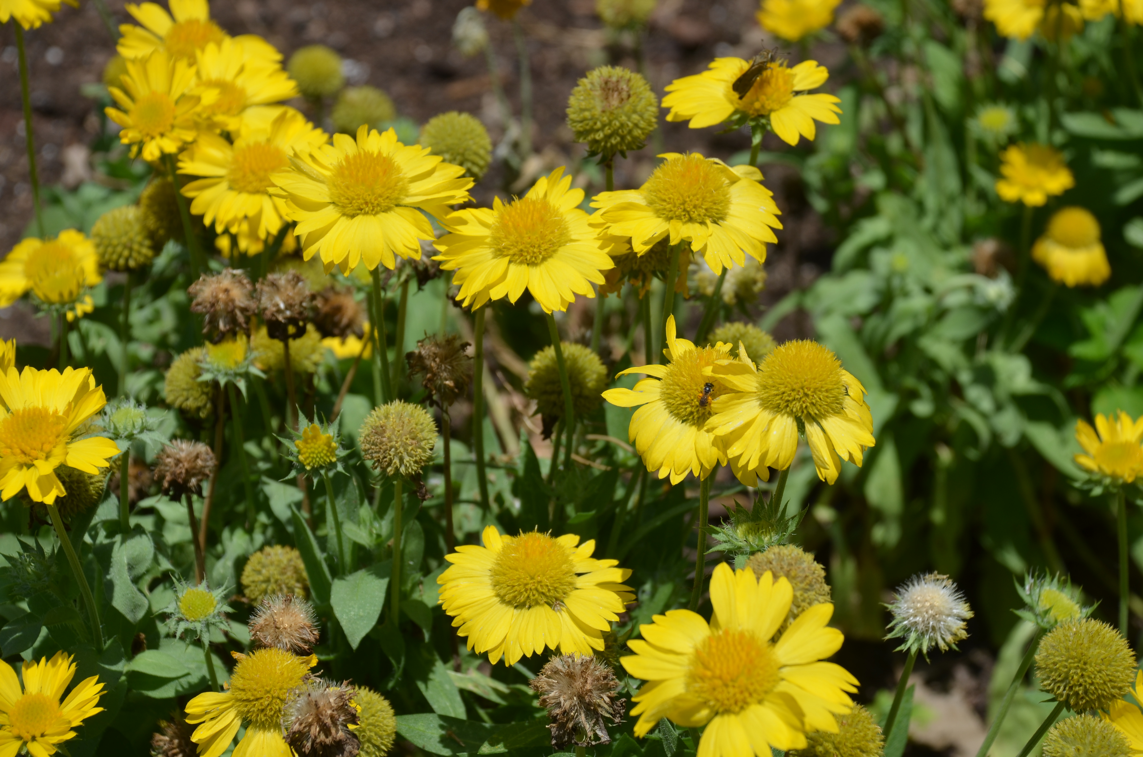 Need To Deadhead Perennials What Grows There Hugh Conlon