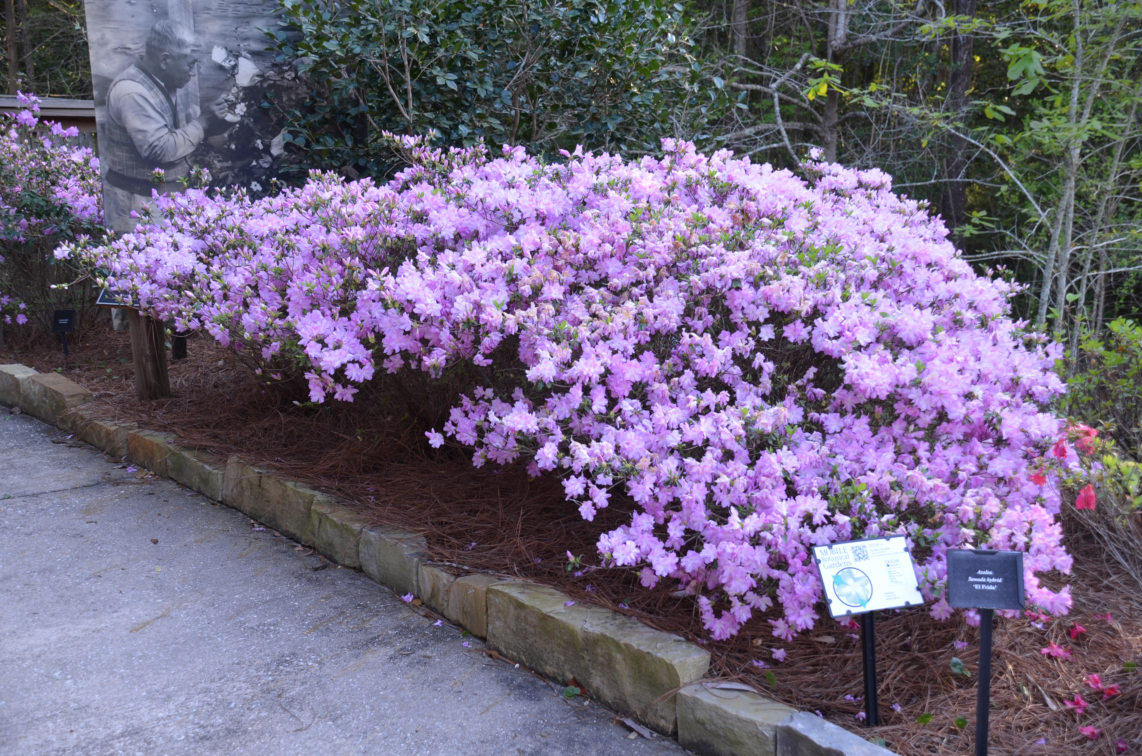 Tips On Growing Azaleas What Grows There Hugh Conlon