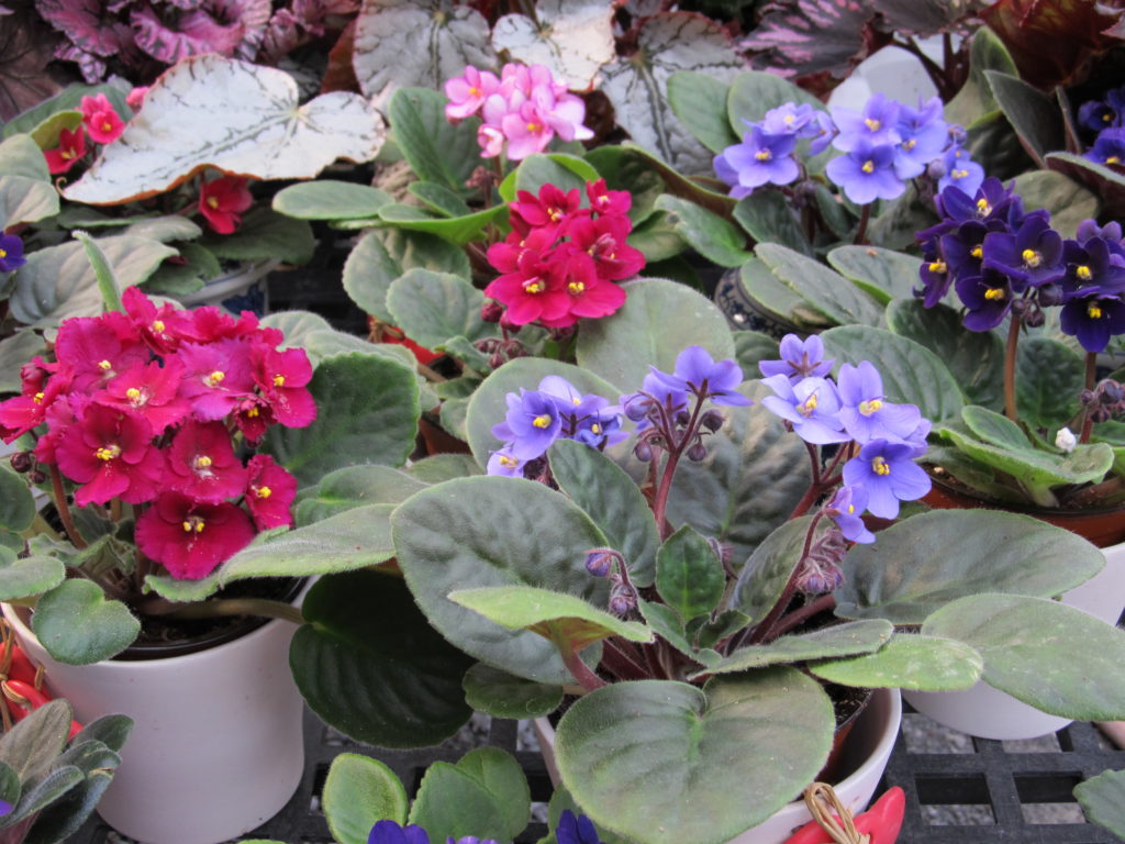 Care of African Violets What Grows There Hugh Conlon