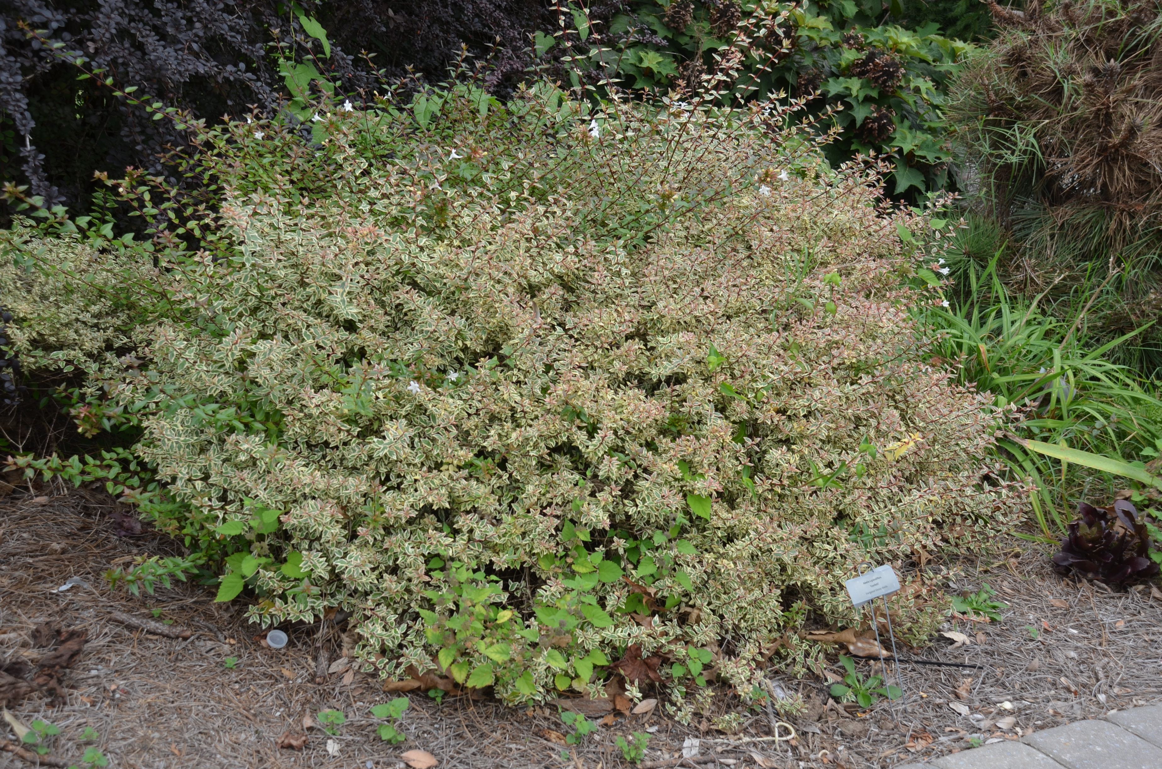 hardy abelia kaleidoscope image hardy abelia kaleidoscope image