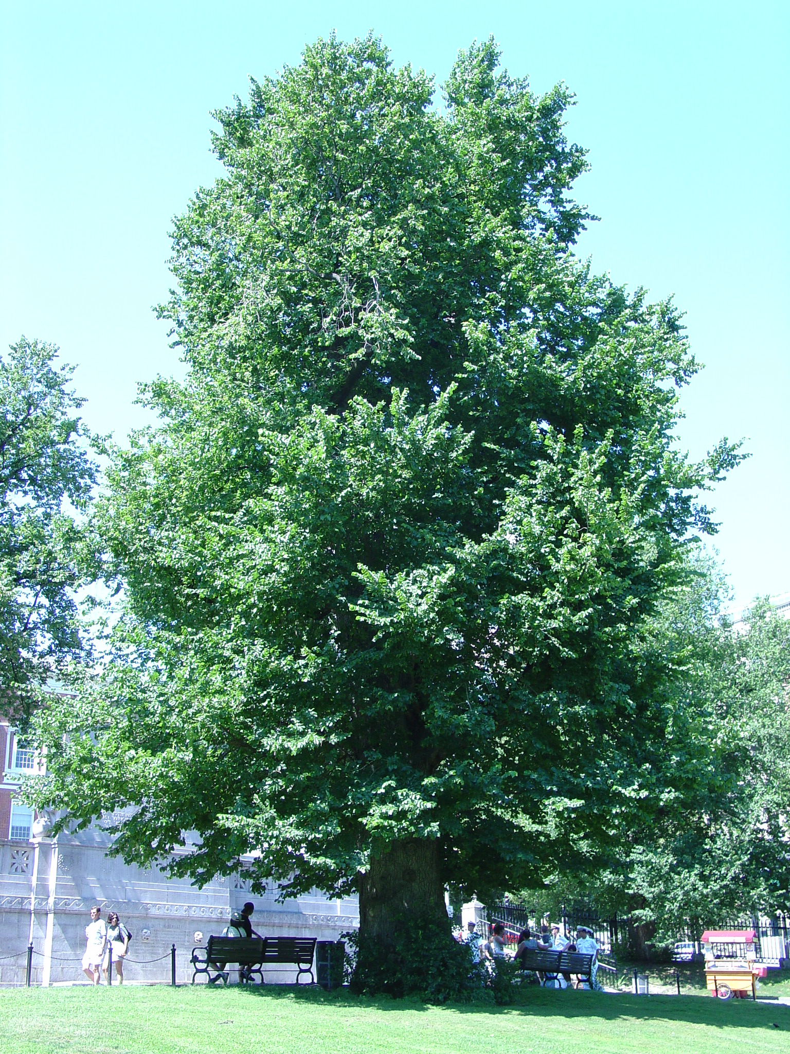 american basswood tree linden grow